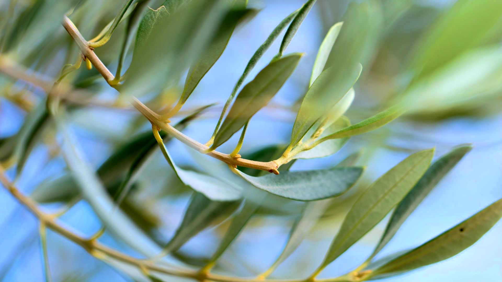 Primo piano di un ramo di ulivo con foglie verdi su uno sfondo sfocato. - Olive Oil Times