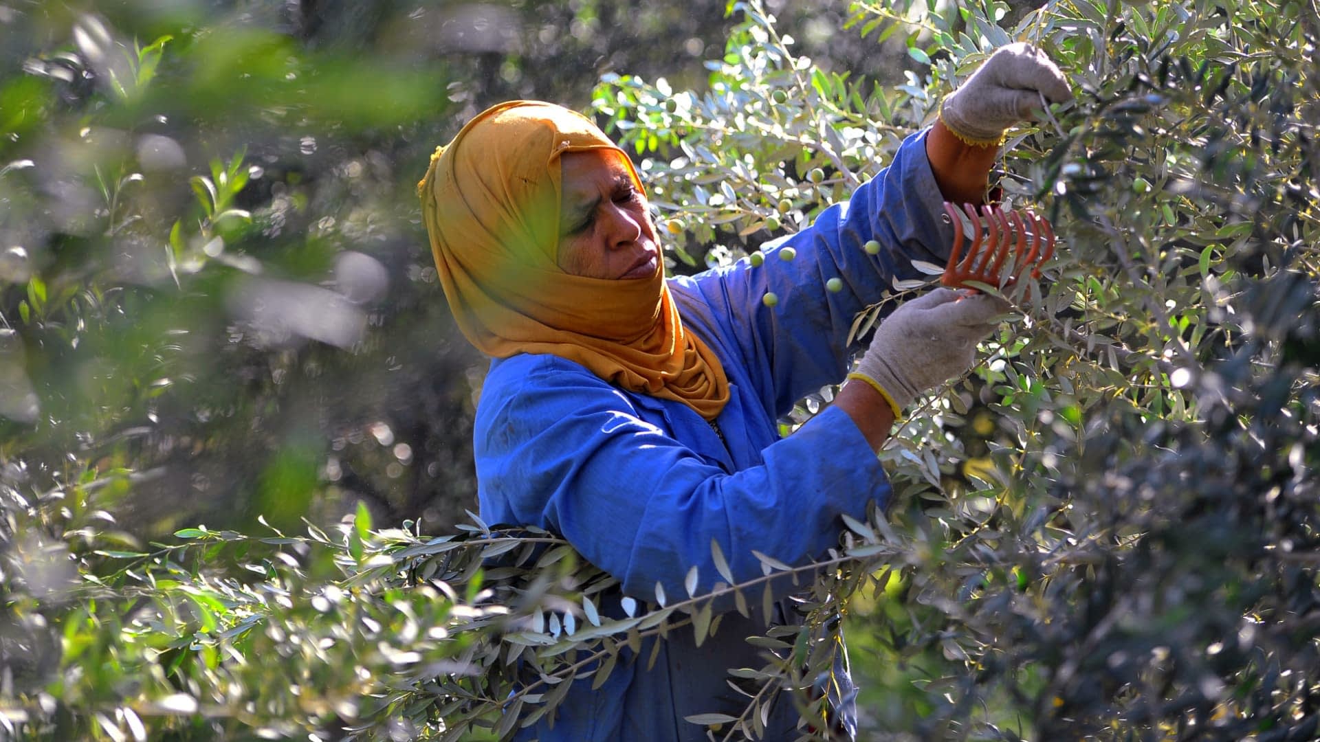Tunisia Eyes Record 500,000-Ton Olive Oil Production, Boosting a Key Export Engine