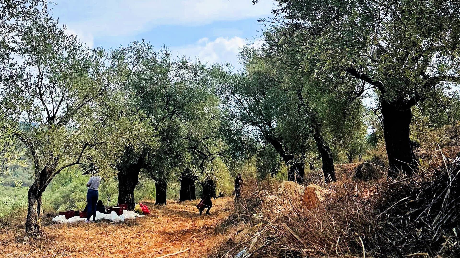 Bir koruda zeytin ağaçları ve yerde hasat faaliyetlerinde bulunan bireyler. - Olive Oil Times