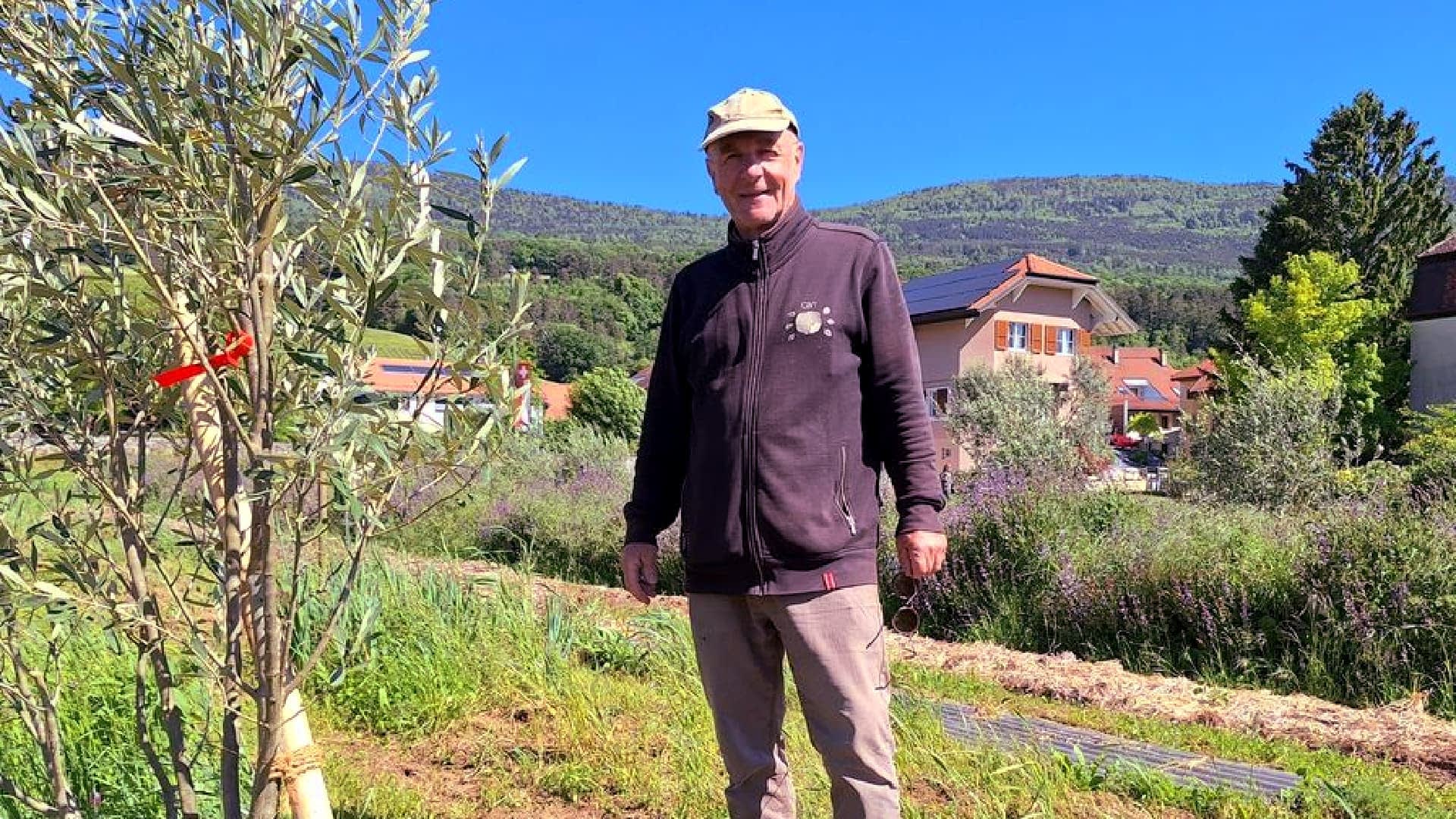 Warming Weather Gives a Boost to Swiss Olive Cultivation