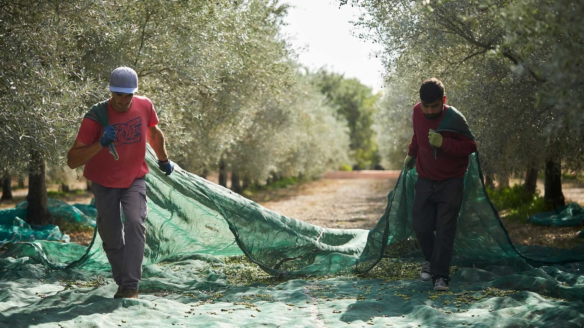 Dos personas portando una red verde utilizada para recoger aceitunas en un olivar. - Olive Oil Times