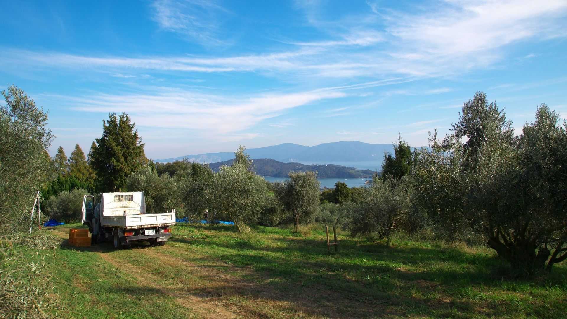 Пикап, припаркованный в оливковой роще на фоне деревьев и гор. - Olive Oil Times