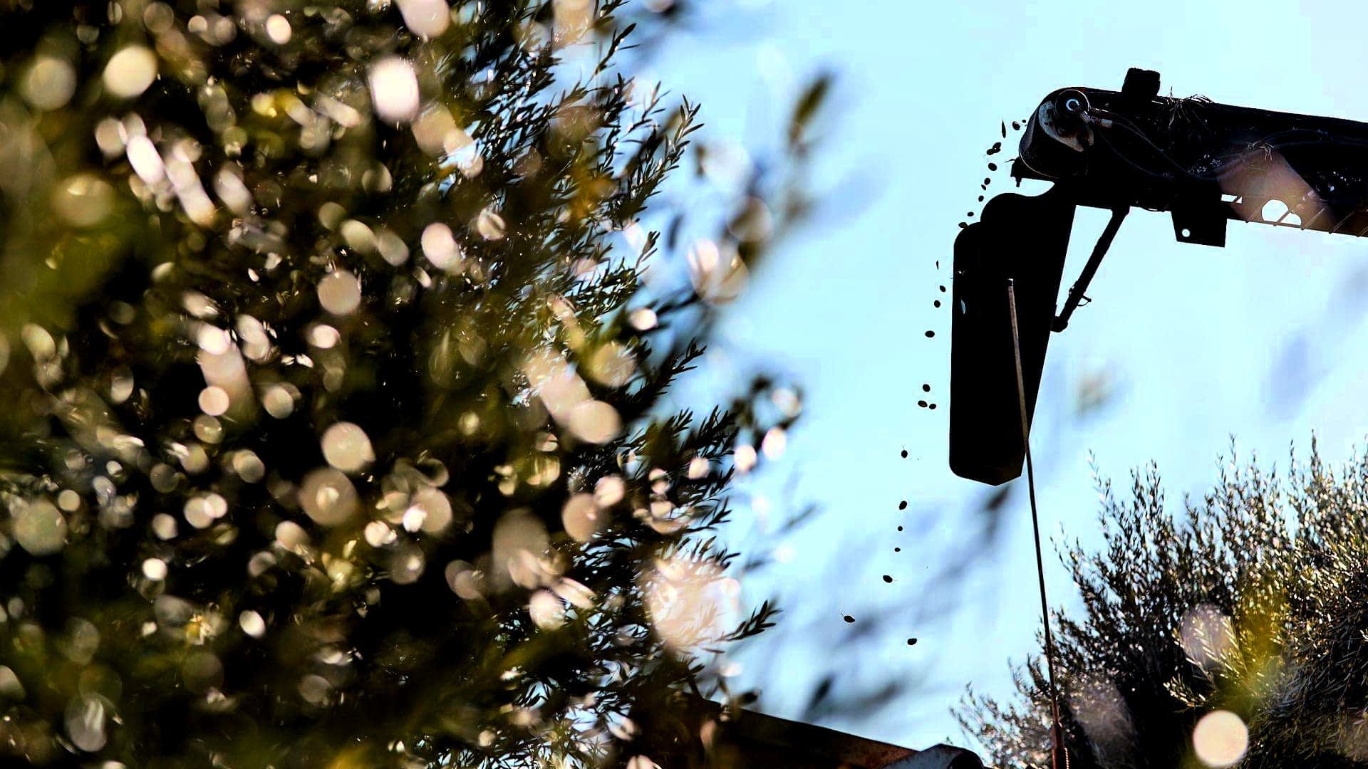 Een silhouet van een olijfoogstmachine tegen een blauwe lucht, waar olijven uit vallen. Olive Oil Times