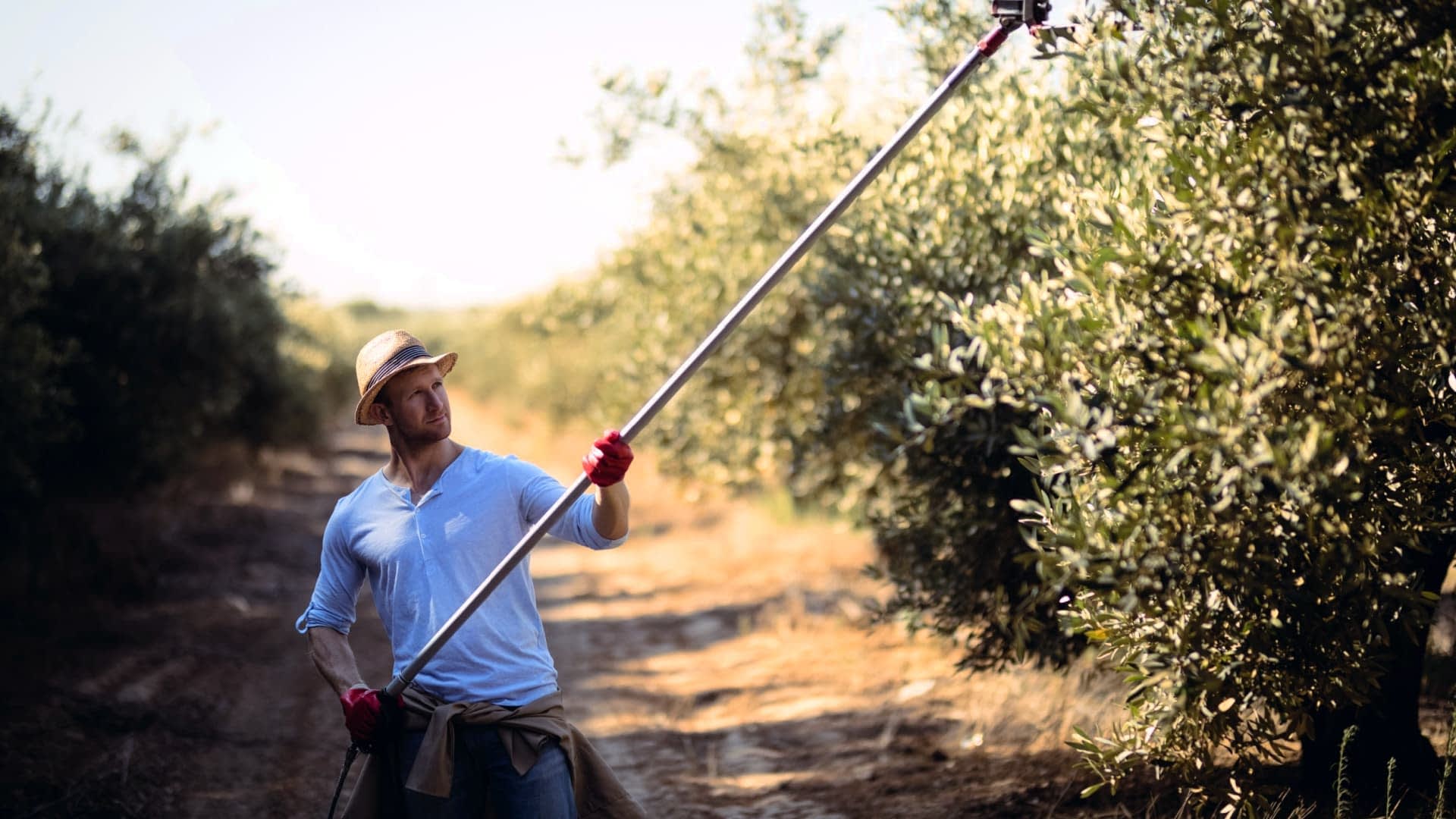 Man met een strooien hoed en handschoenen gebruikt een lange stok om olijven van een boom te plukken. Olive Oil Times