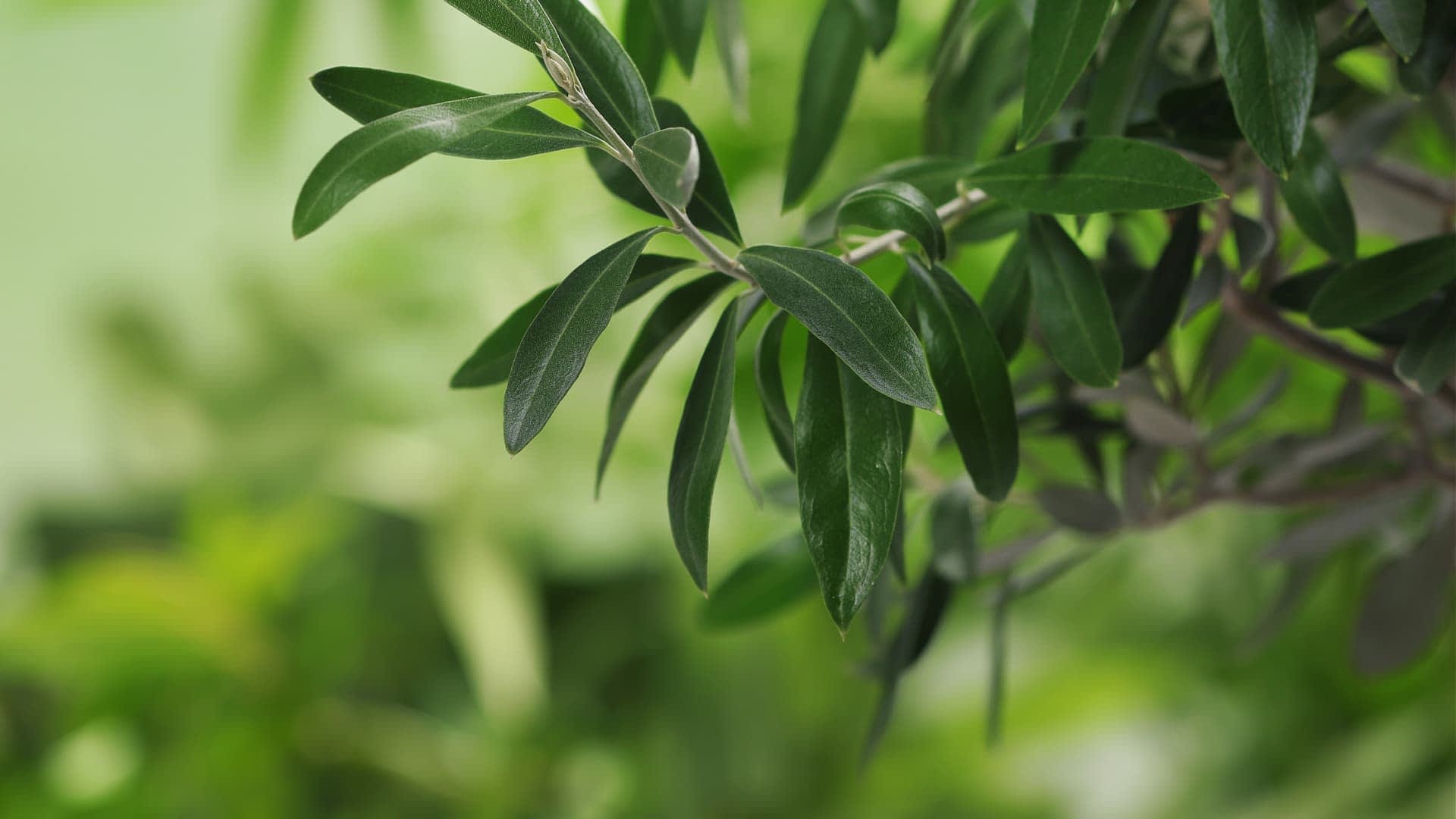 綠色橄欖樹葉子的特寫視圖，具有柔和的焦點背景。 - Olive Oil Times