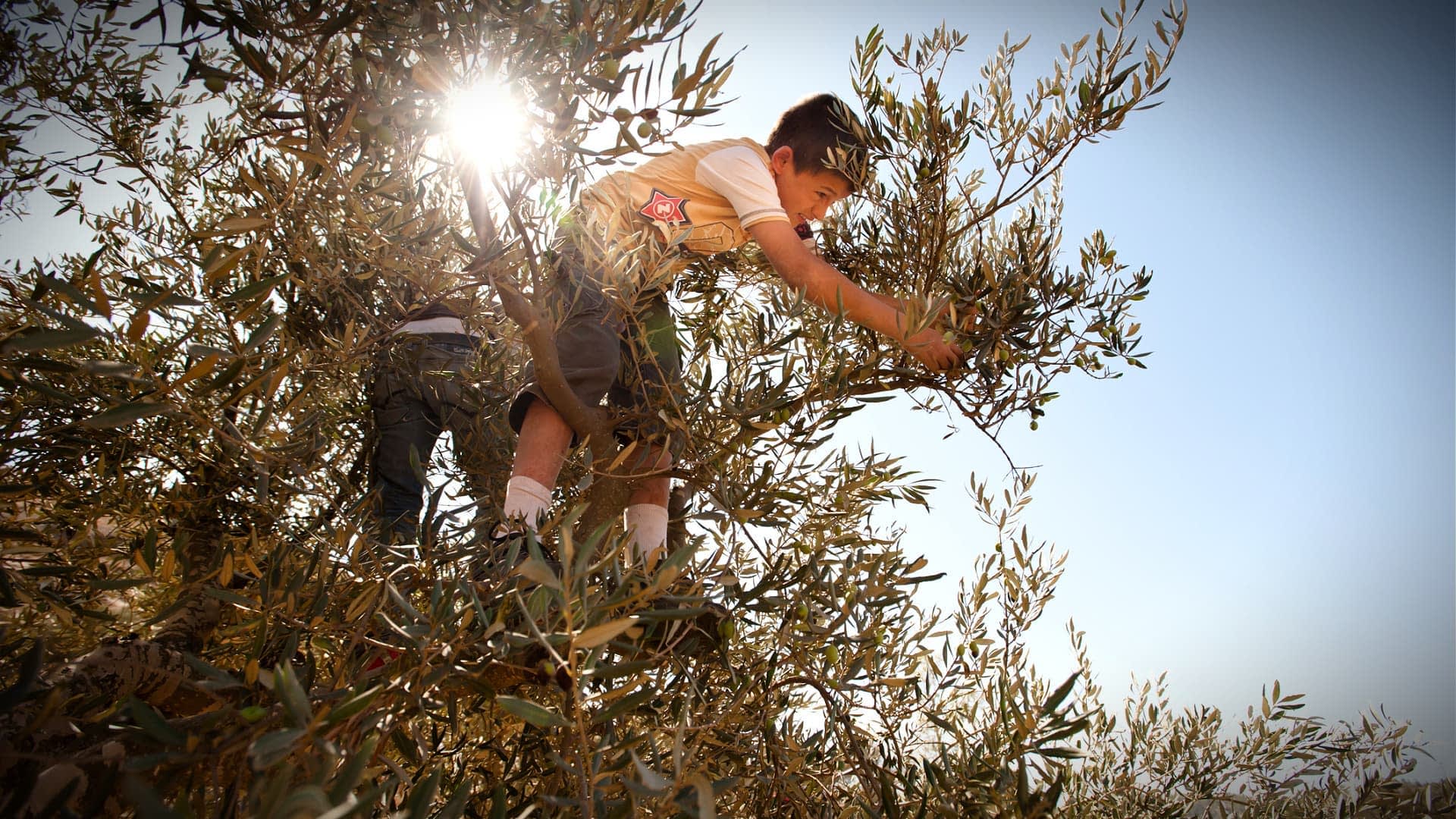 Un niño recogiendo aceitunas de un olivo mientras la luz del sol brilla detrás de ellos. - Olive Oil Times