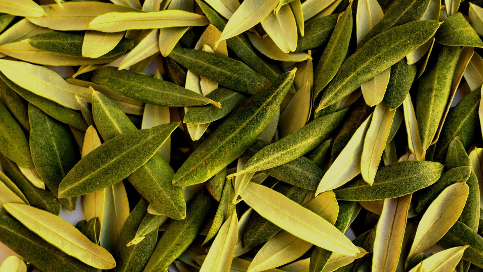 Vue rapprochée d'un tas de feuilles d'olivier vertes et jaunes disposées ensemble. - Olive Oil Times
