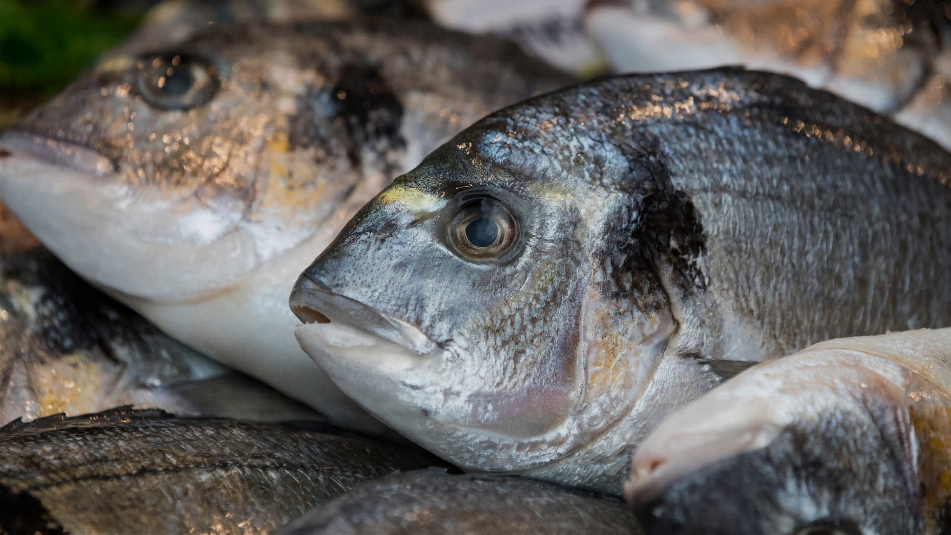 Vue rapprochée d'un poisson frais avec des écailles brillantes et un œil proéminent parmi d'autres poissons. - Olive Oil Times