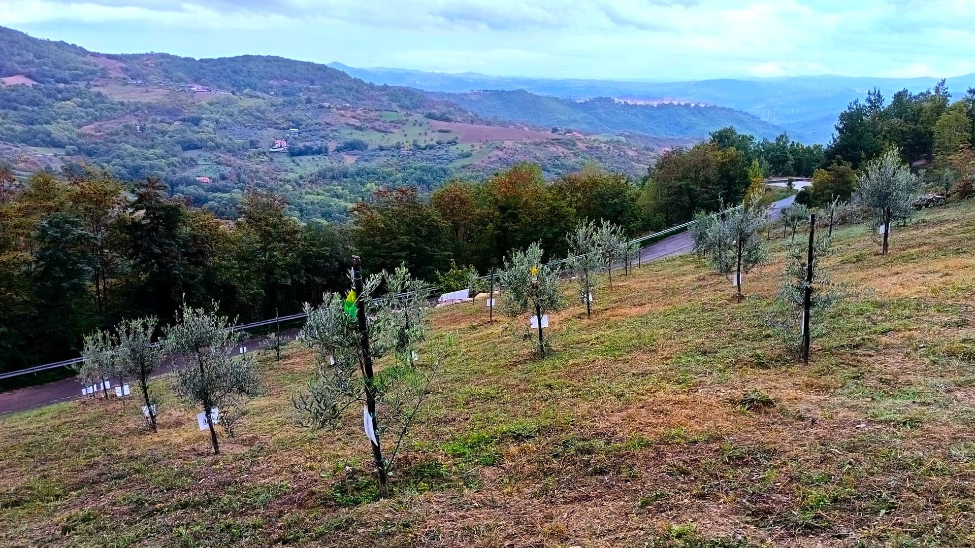 山坡上种满了一排排年轻的橄榄树，周围绿树成荫，远山环绕。 - Olive Oil Times
