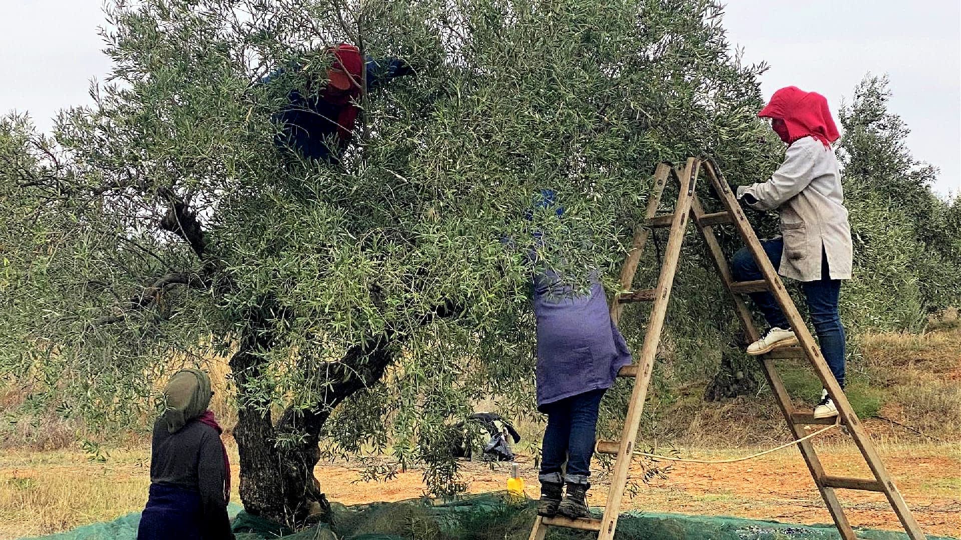 Personas recogiendo aceitunas de un árbol utilizando una escalera y redes para su recolección. - Olive Oil Times
