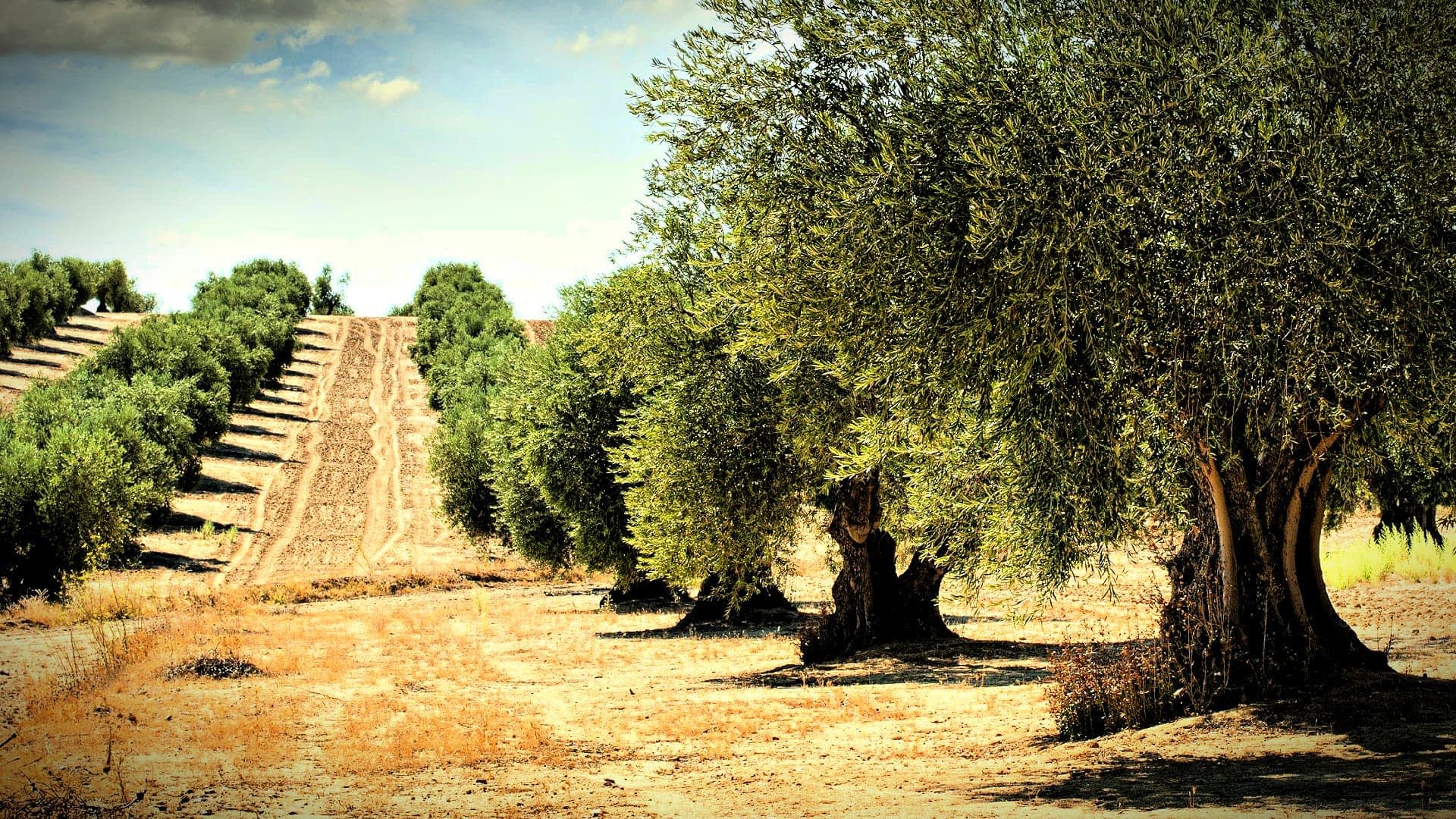 Fileira de oliveiras maduras em uma paisagem seca com um campo arado ao fundo. - Olive Oil Times