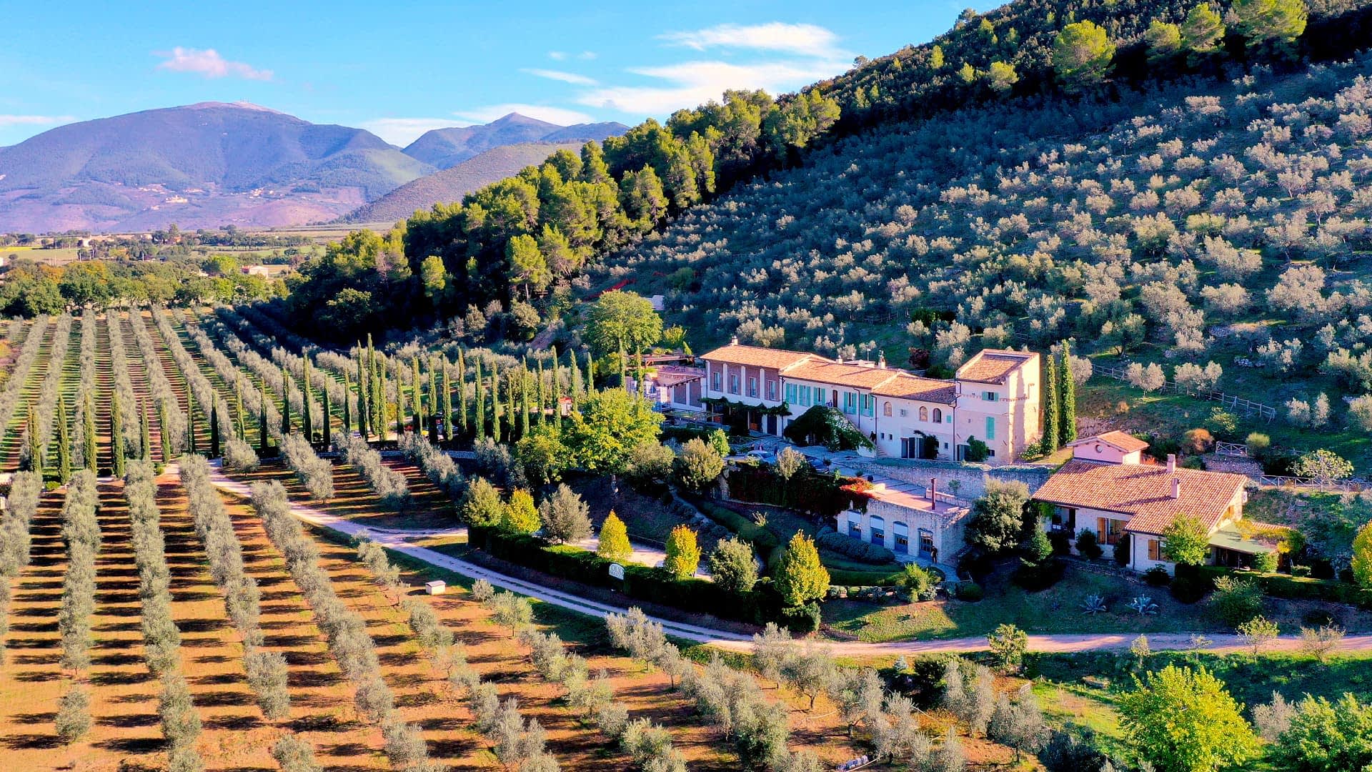 Monini Builds on Italy’s Olive Oil Legacy with Modern Investments