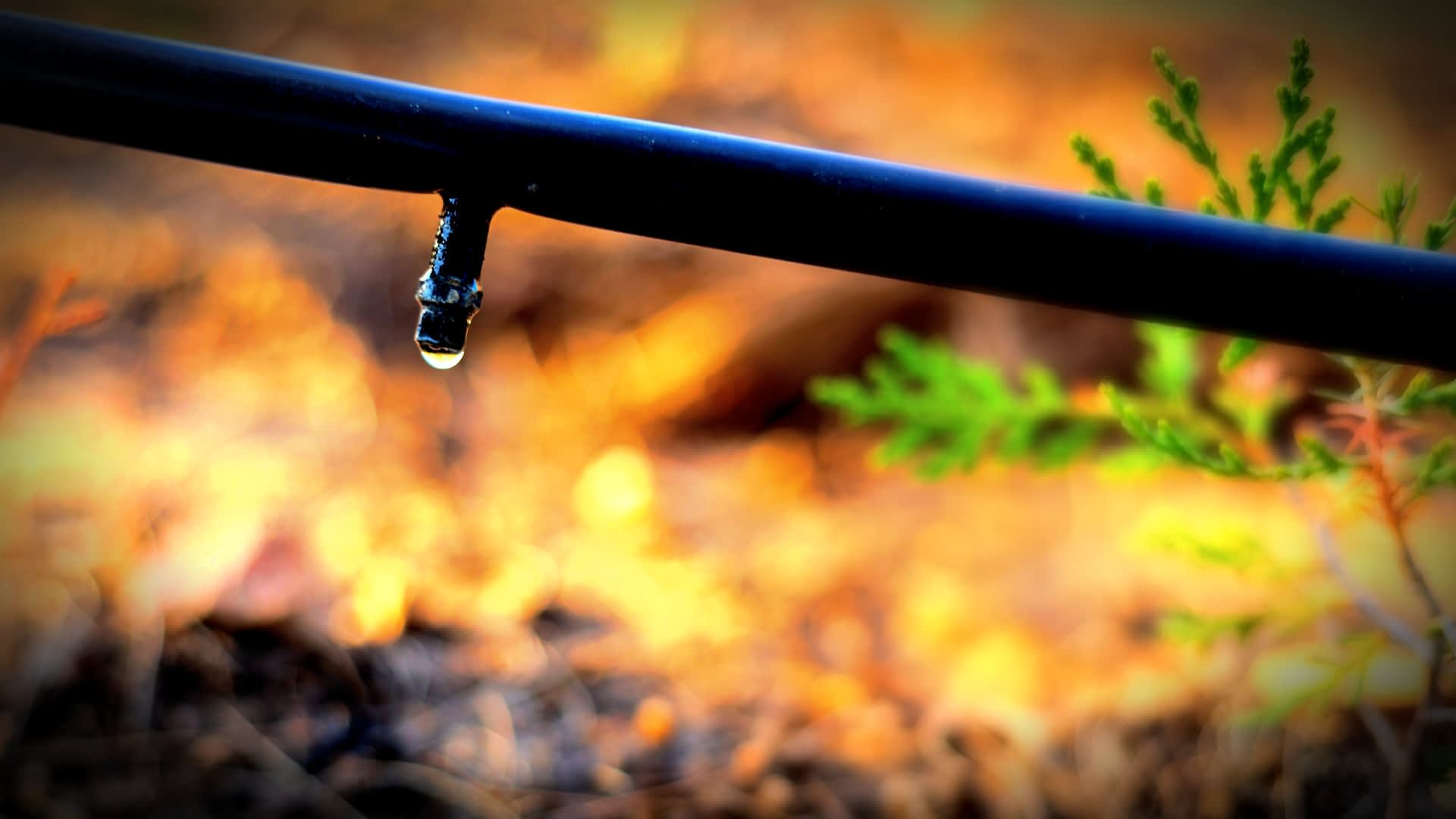 Nahaufnahme eines Tropfbewässerungsrohrs, an dessen Ende sich ein einzelner Wassertropfen bildet. – Olive Oil Times