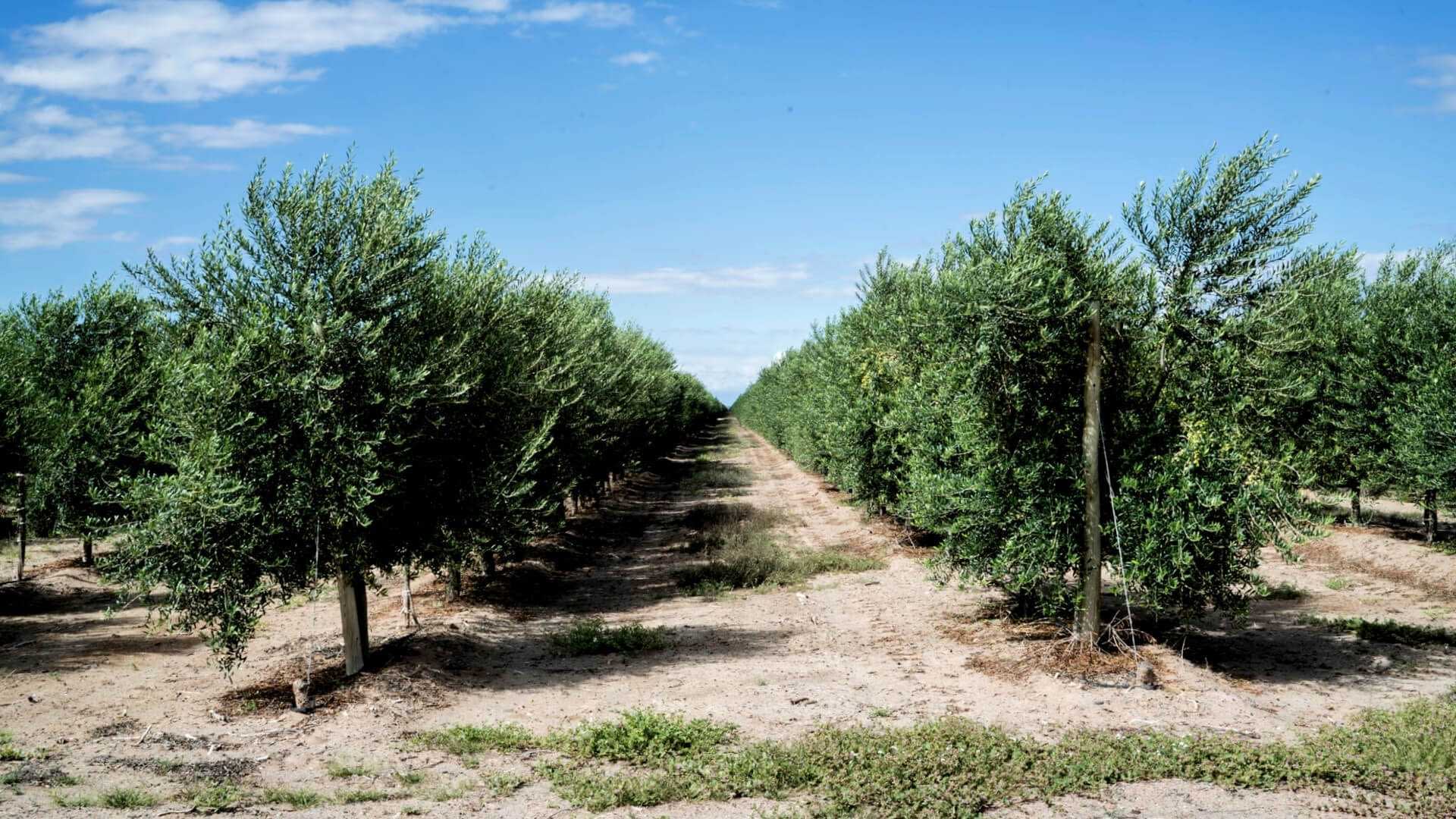 Rows of olive trees growing in a well-maintained orchard under a clear blue sky. - Olive Oil Times