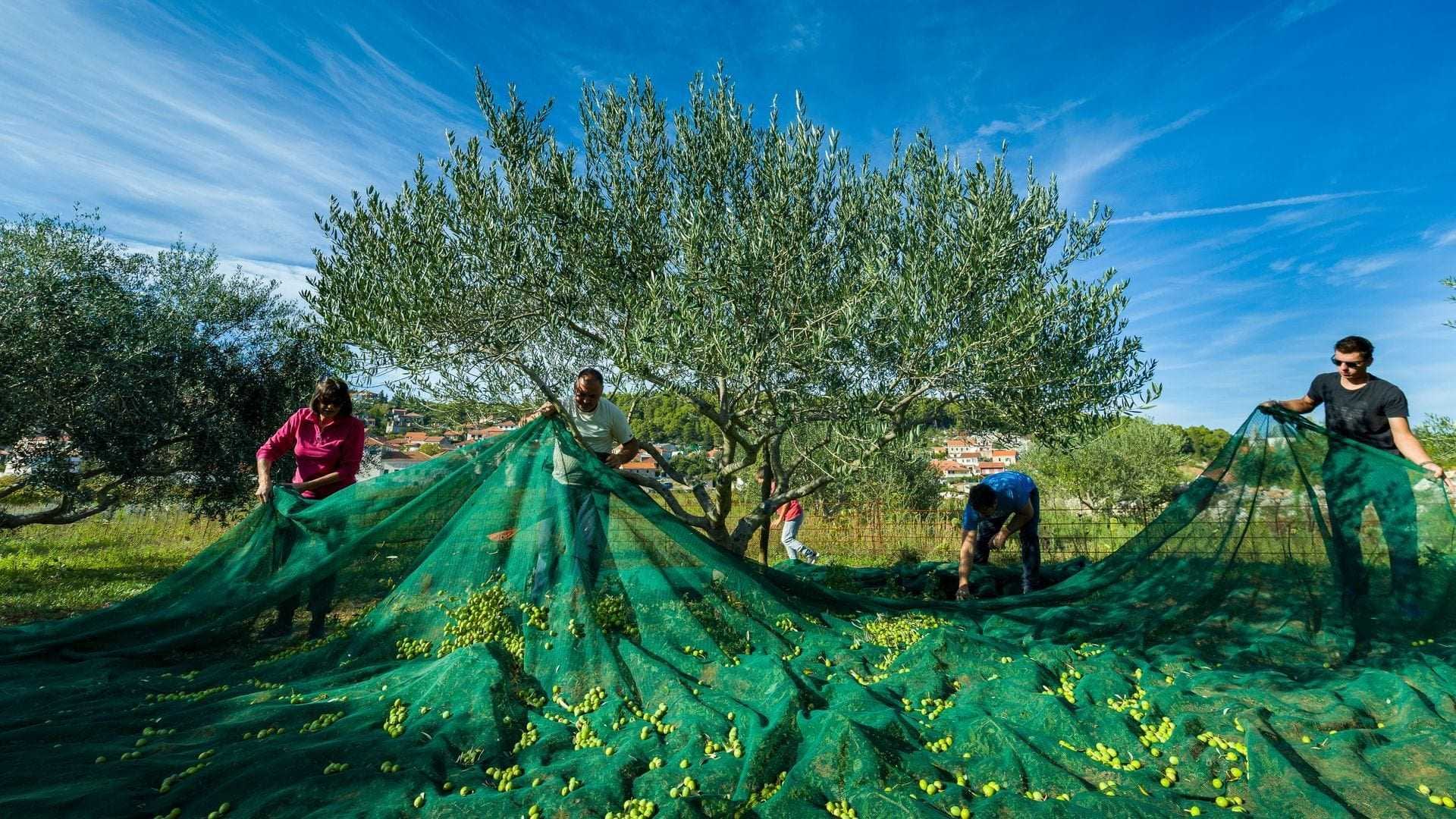 Group of people gathering olives using green nets in an olive grove under a blue sky. - Olive Oil Times