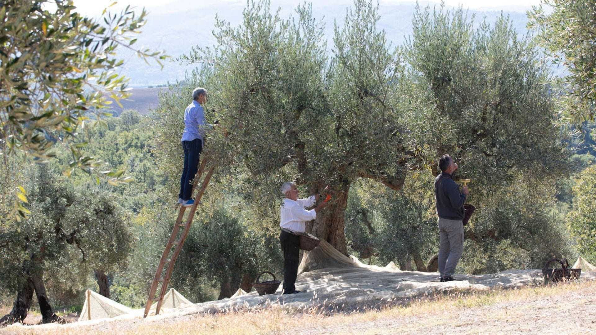 Three individuals harvesting olives from trees, one on a ladder and two on the ground with baskets. - Olive Oil Times