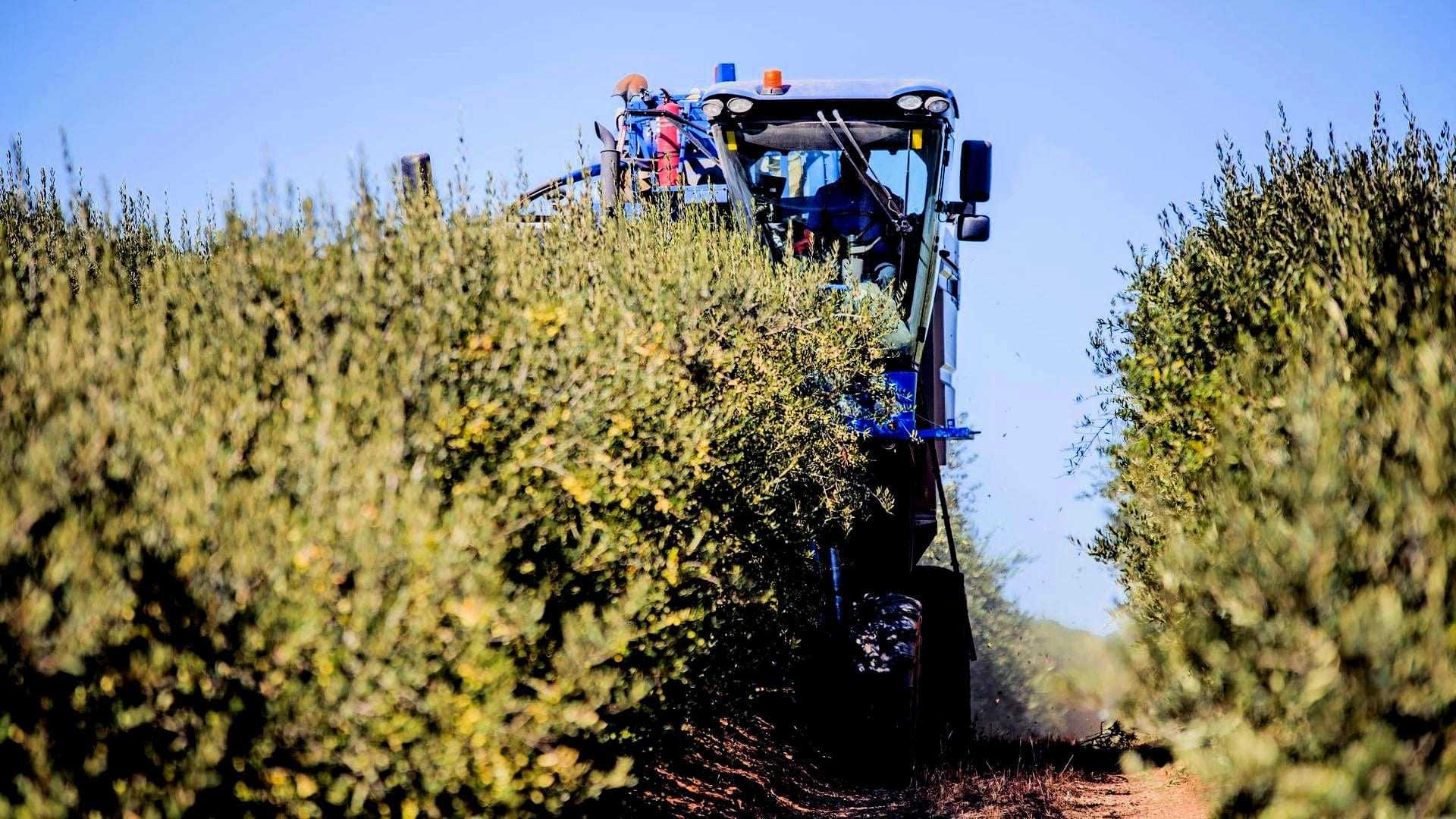 A tractor equipped for olive harvesting working between rows of olive trees in a field. - Olive Oil Times