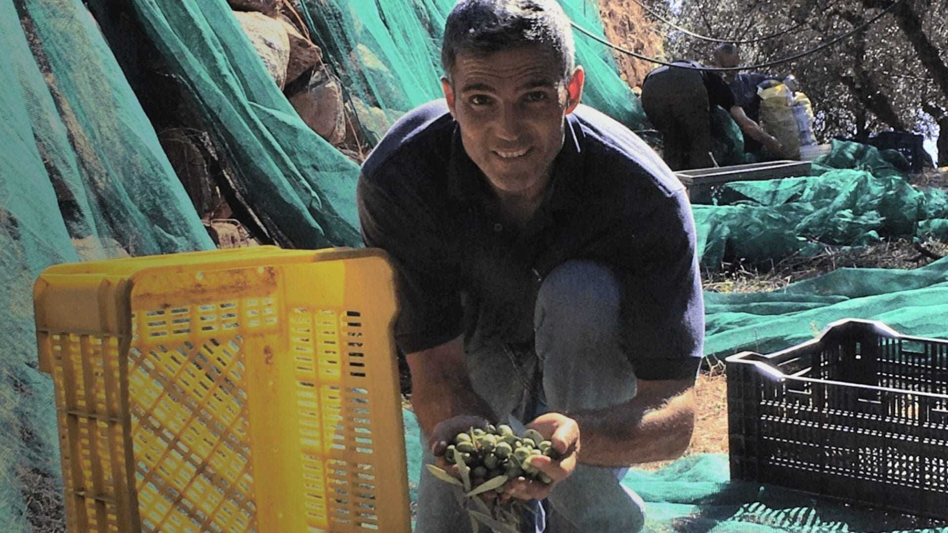 Man crouching and holding freshly harvested olives in a field with olive trees. - Olive Oil Times