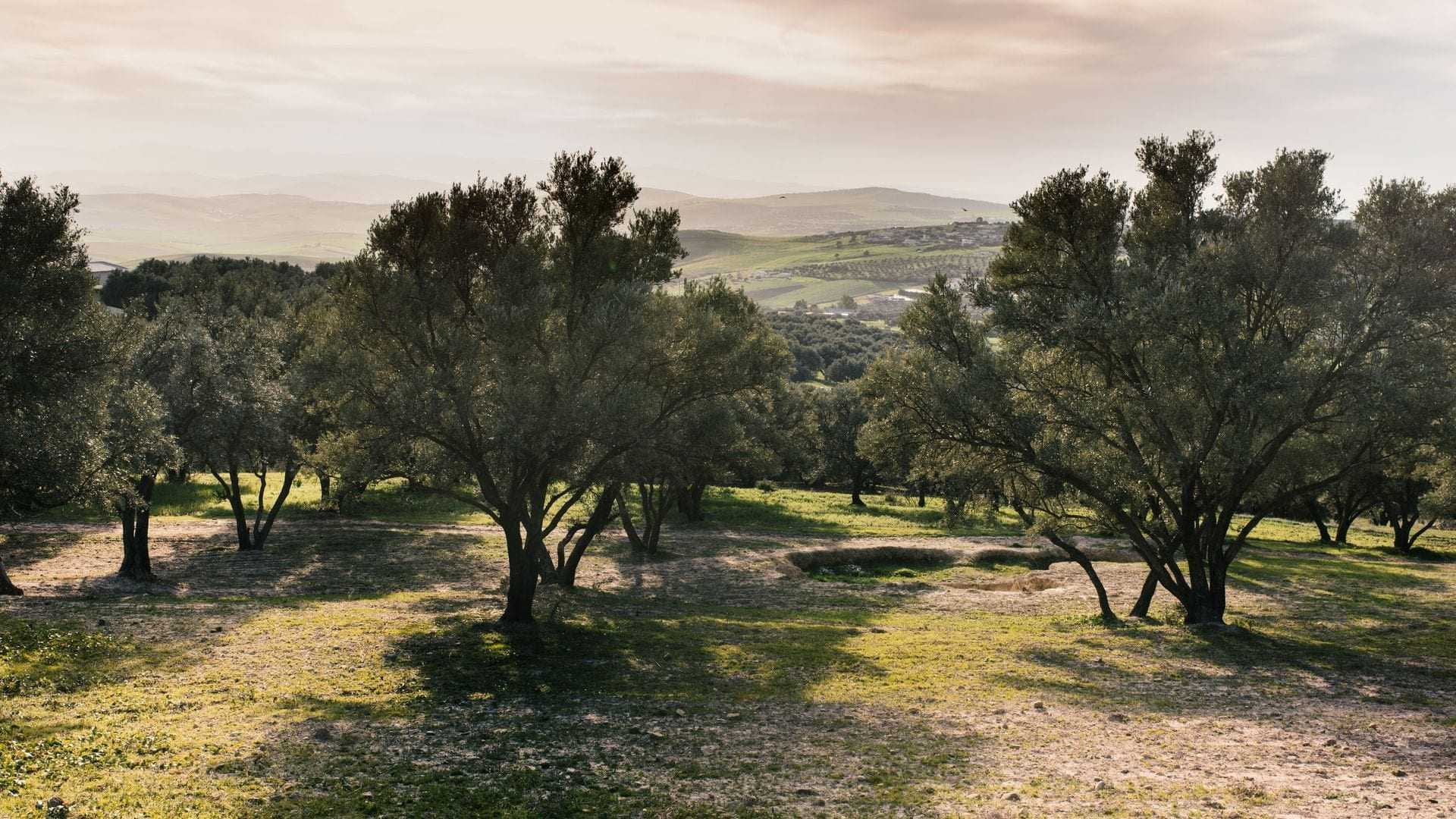 Olive trees in a grove with a distant landscape view in Morocco during daylight. - Olive Oil Times