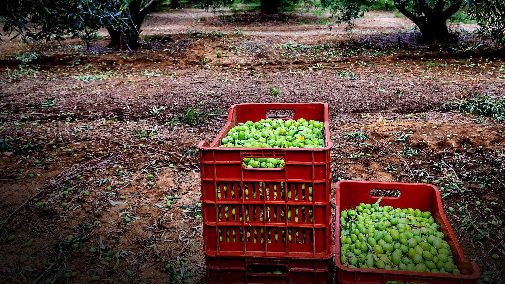 Two red crates filled with freshly harvested green olives on the ground in an olive grove. - Olive Oil Times