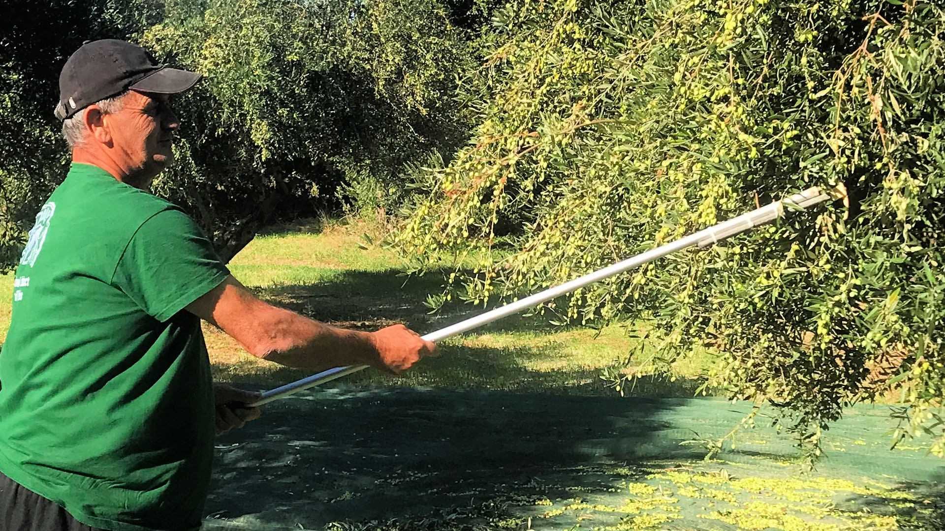 Man using a long pole to harvest olives from an olive tree in a field. - Olive Oil Times