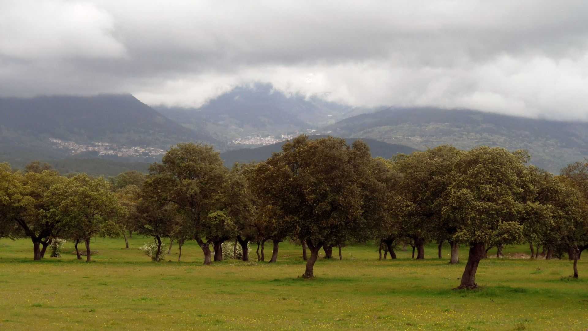 A field with several oak trees and mountains partially covered by clouds in the background. - Olive Oil Times