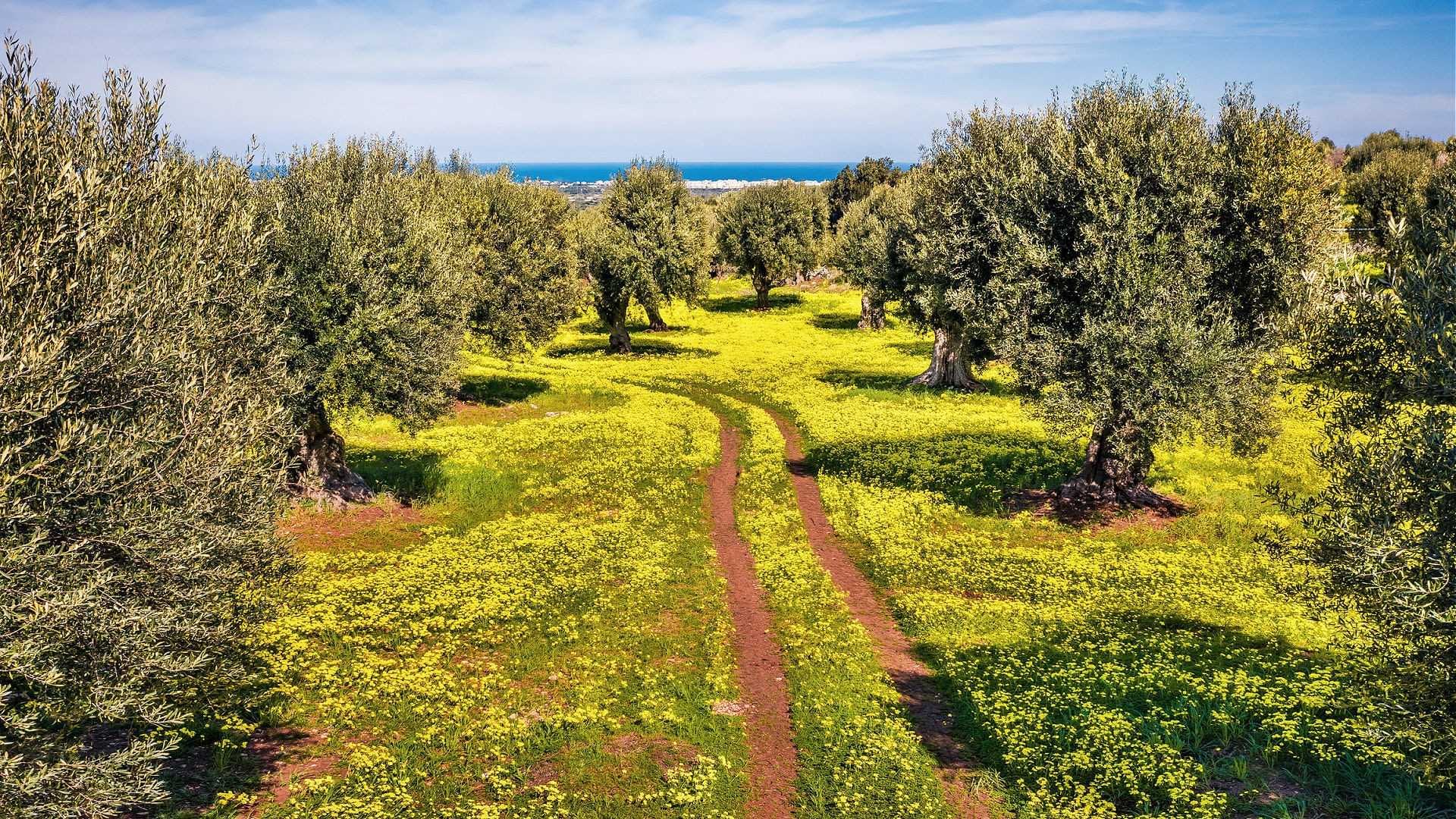 Pathway through an olive grove with yellow wildflowers and olive trees under a clear sky. - Olive Oil Times