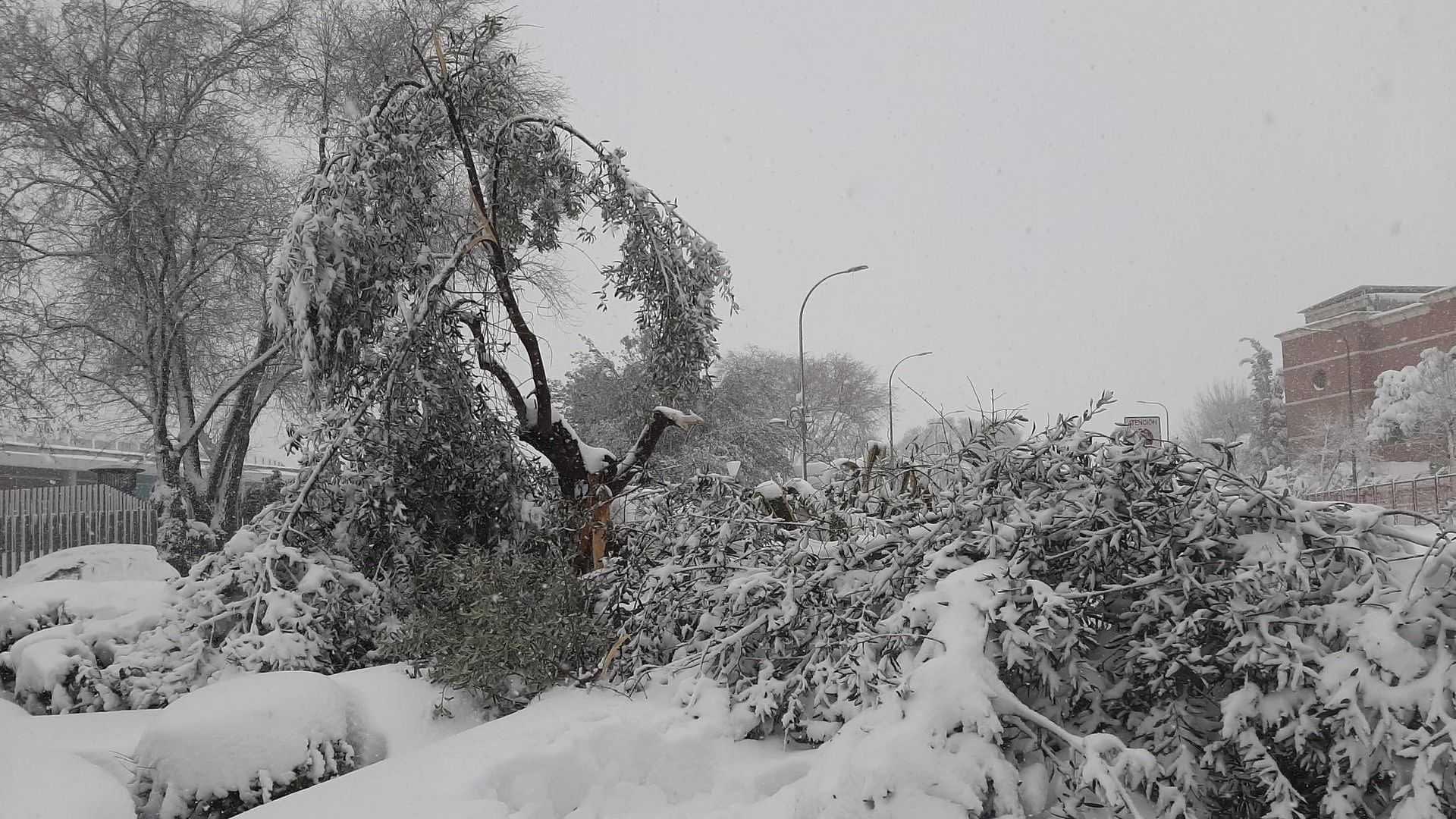 Olive trees and branches covered in snow during a winter snowfall event. - Olive Oil Times
