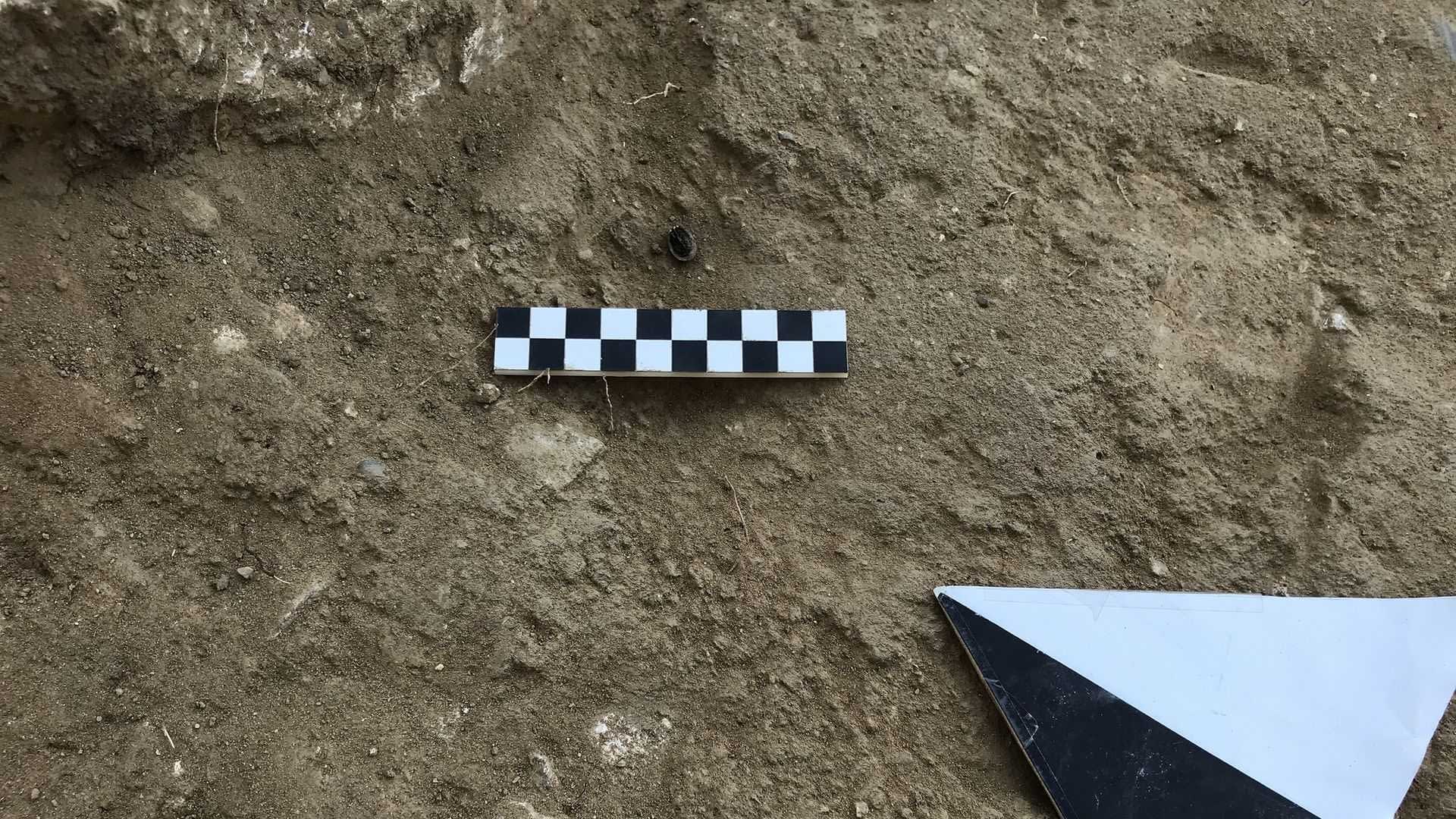 Checkerboard scale and measuring tool placed on the ground in a dirt area. - Olive Oil Times
