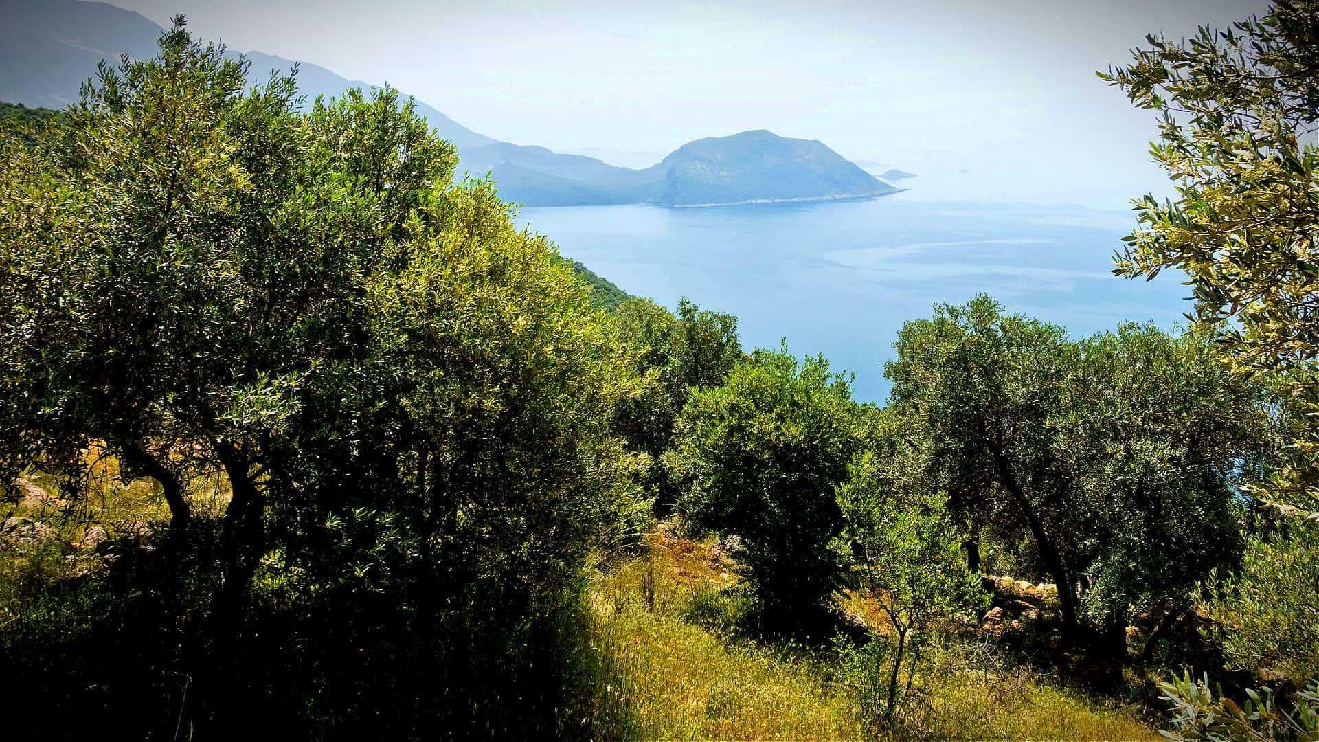 Olive trees in a landscape with a view of the sea and distant hills. - Olive Oil Times