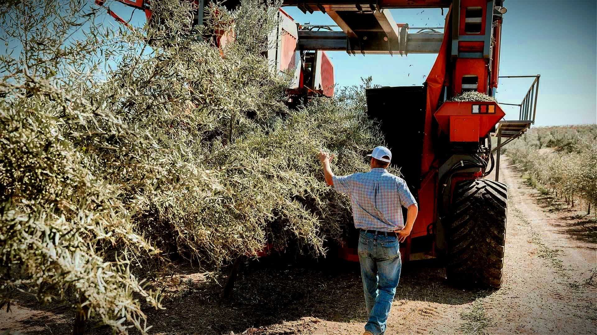 A man observing an olive harvesting machine collecting olives from trees in an orchard. - Olive Oil Times