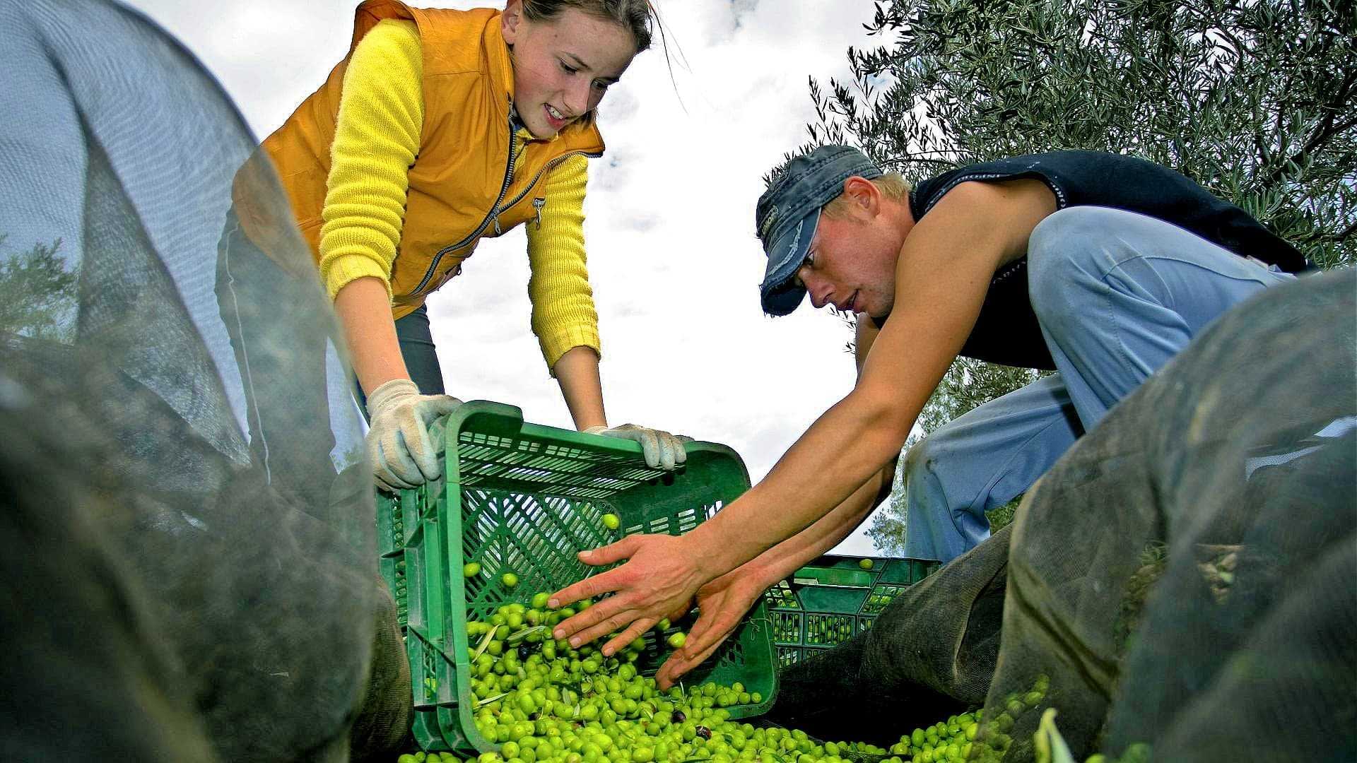 Two individuals collecting olives into a green crate during manual harvesting. - Olive Oil Times