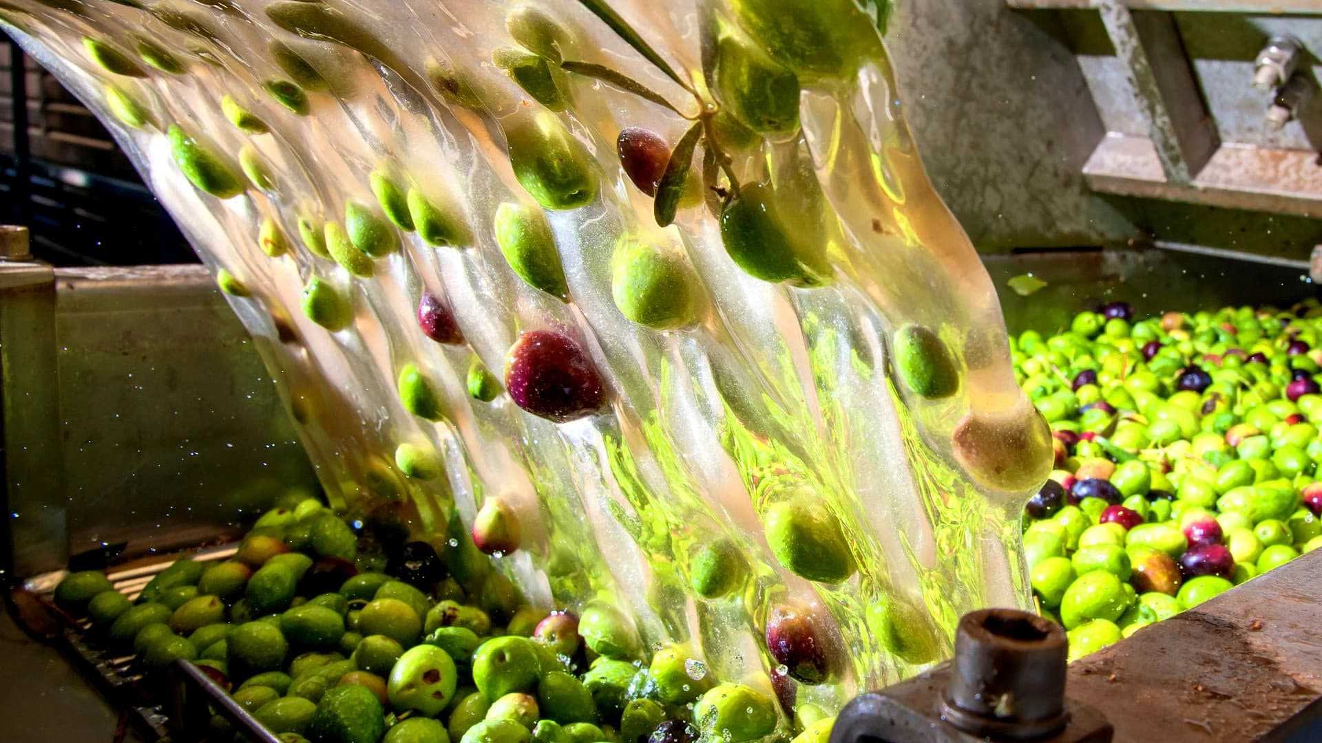 Stream of olives being washed in a processing facility during olive oil production. - Olive Oil Times