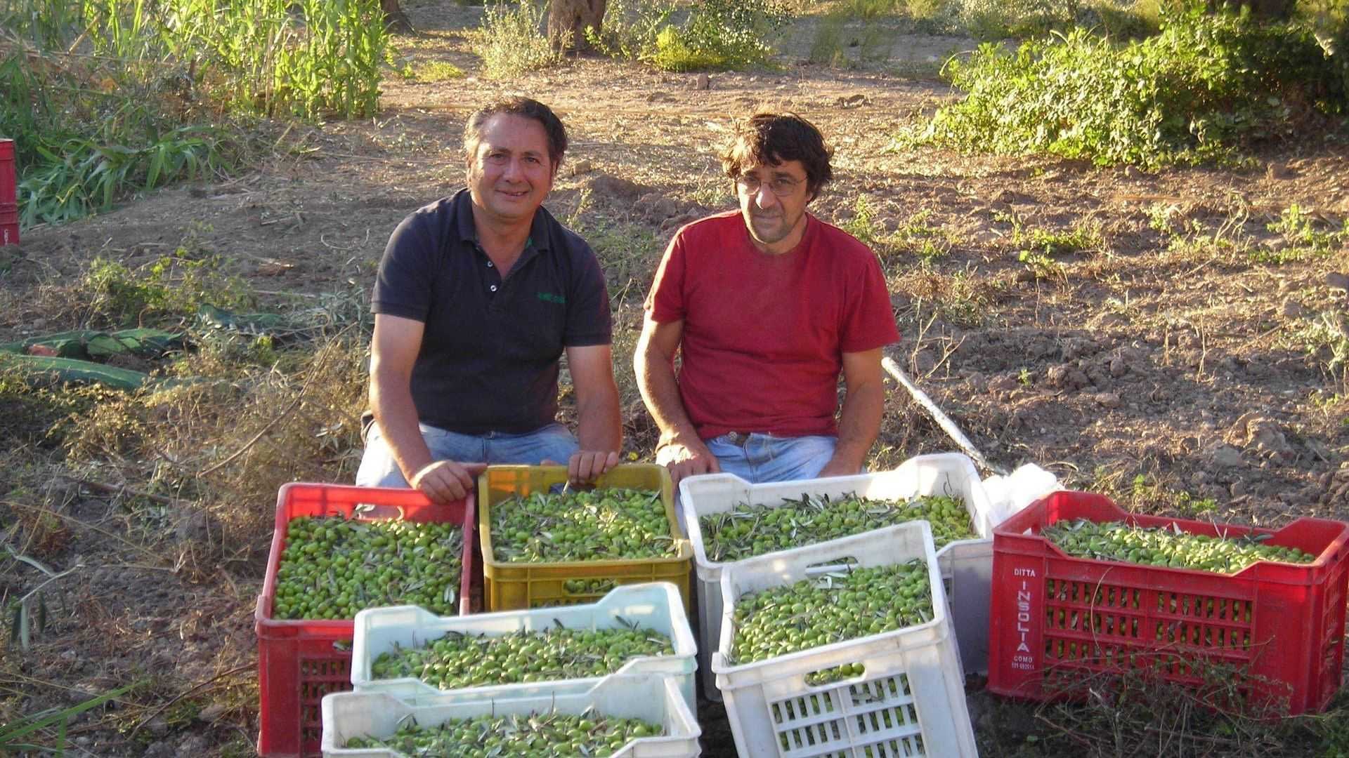Two men sitting beside baskets filled with freshly harvested olives in a field. - Olive Oil Times