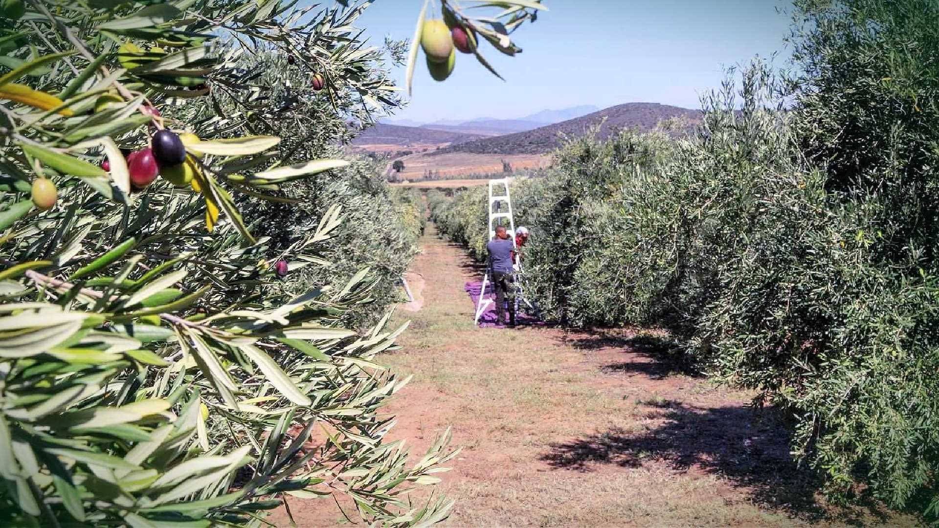 An olive grove featuring a person on a ladder harvesting olives from trees. - Olive Oil Times