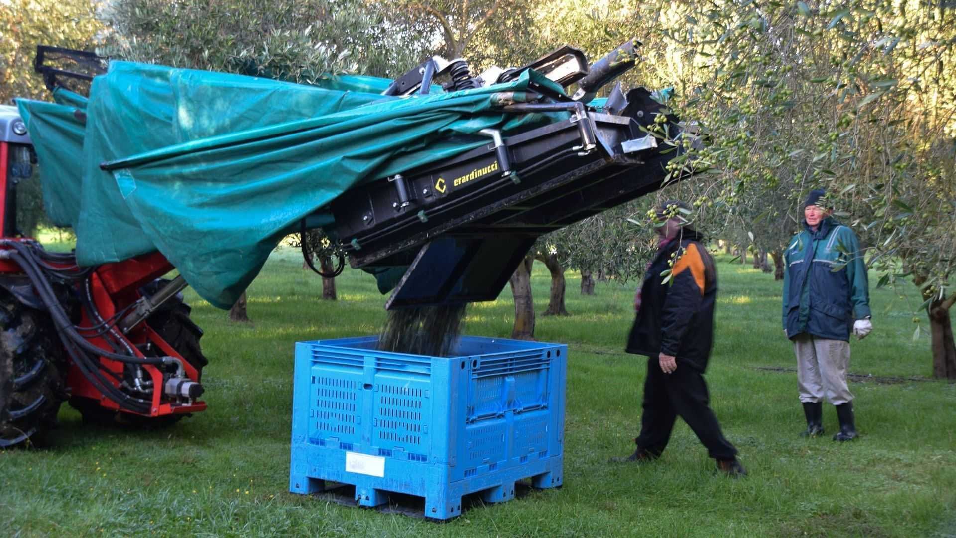 A tractor with a harvesting machine pouring olives into a blue crate during the harvesting process. - Olive Oil Times