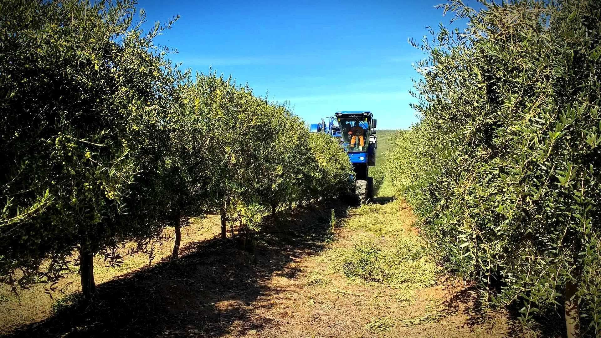 Tractor navigating through rows of olive trees in an olive grove. - Olive Oil Times