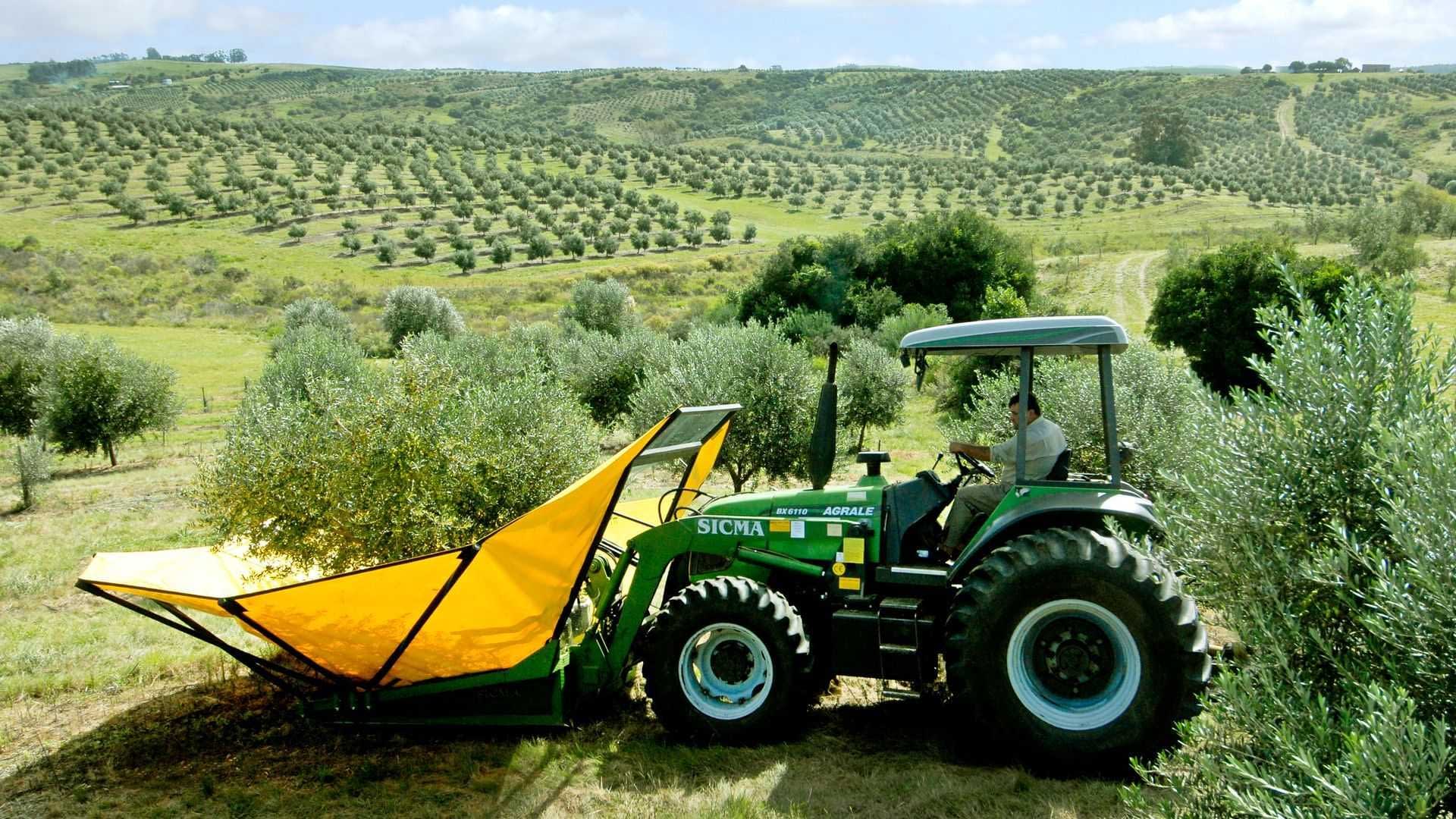Green tractor equipped with olive harvesting equipment in an olive grove. - Olive Oil Times