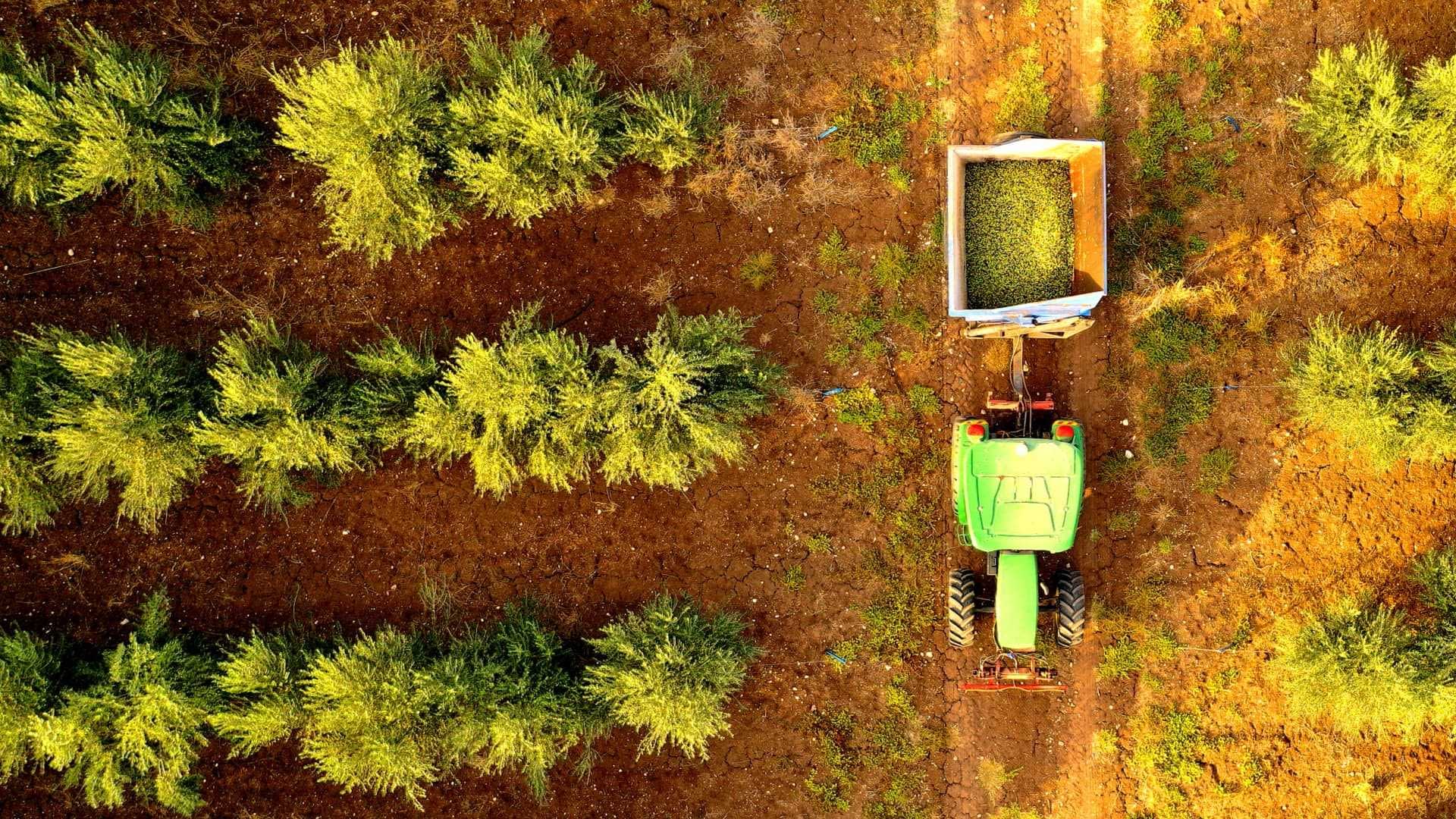 Aerial view of a green tractor collecting olives from trees in an orchard. - Olive Oil Times