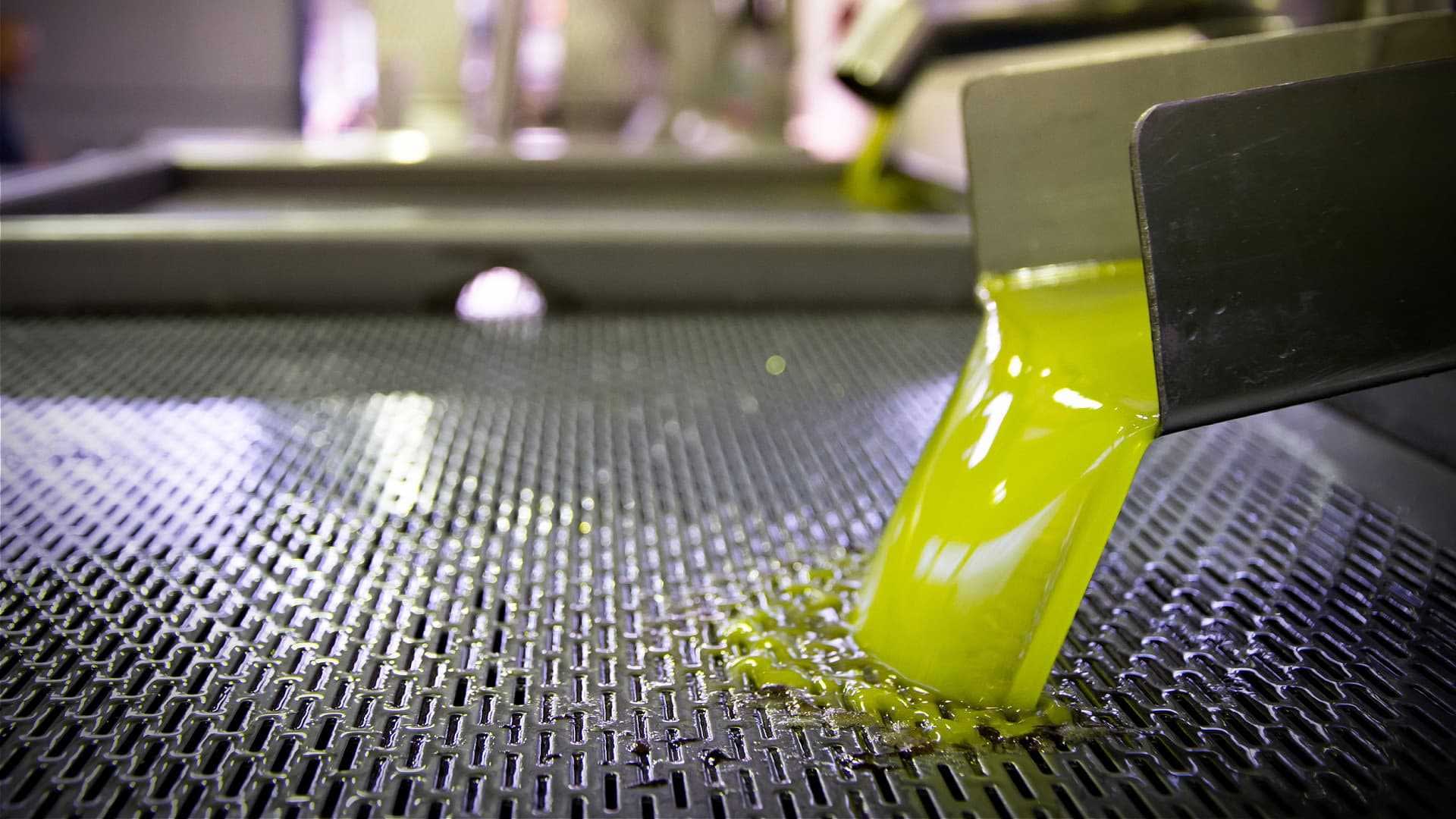 Freshly extracted olive oil flowing from a spout into a collection container during the production process. - Olive Oil Times