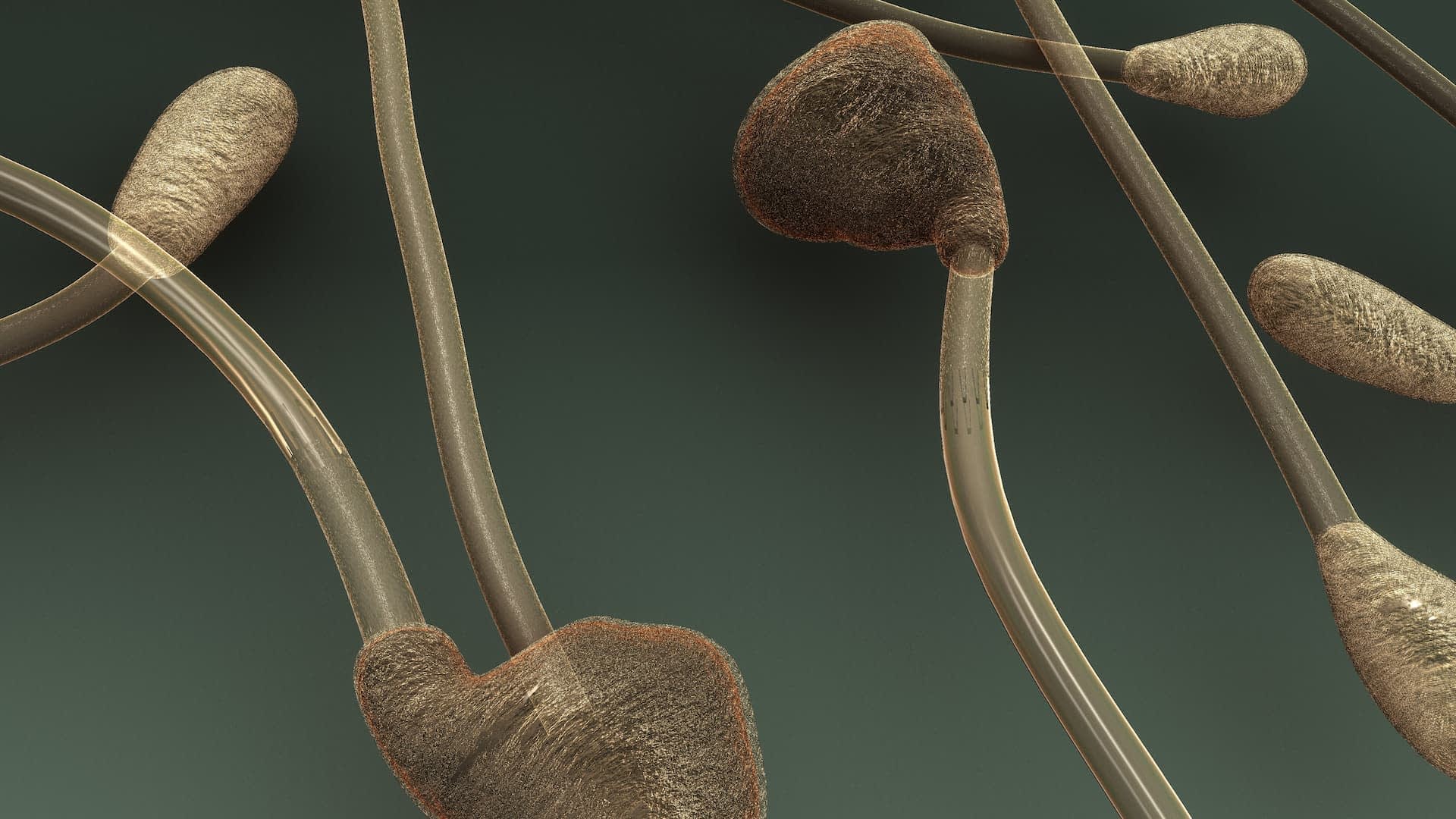 Microscopic image showing sperm cells with distinct shapes and structures against a dark background. - Olive Oil Times