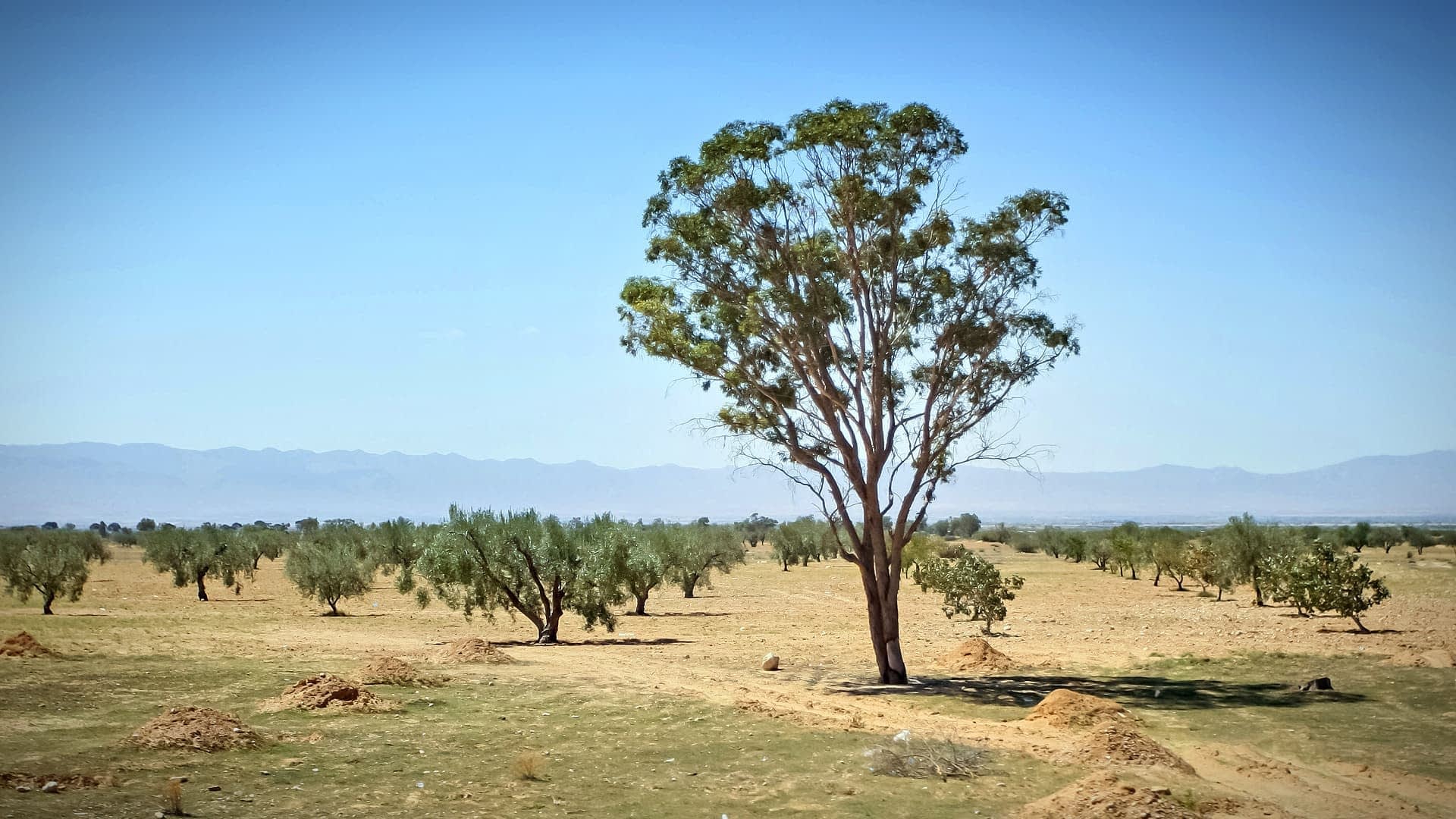 A solitary eucalyptus tree standing in an open landscape with sparse vegetation and distant mountains. - Olive Oil Times