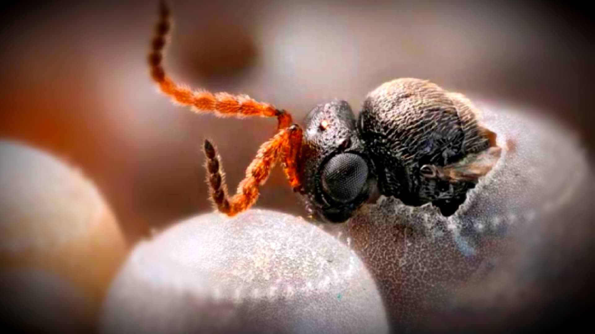 Close-up of a samurai wasp perched on the surface of an egg. - Olive Oil Times