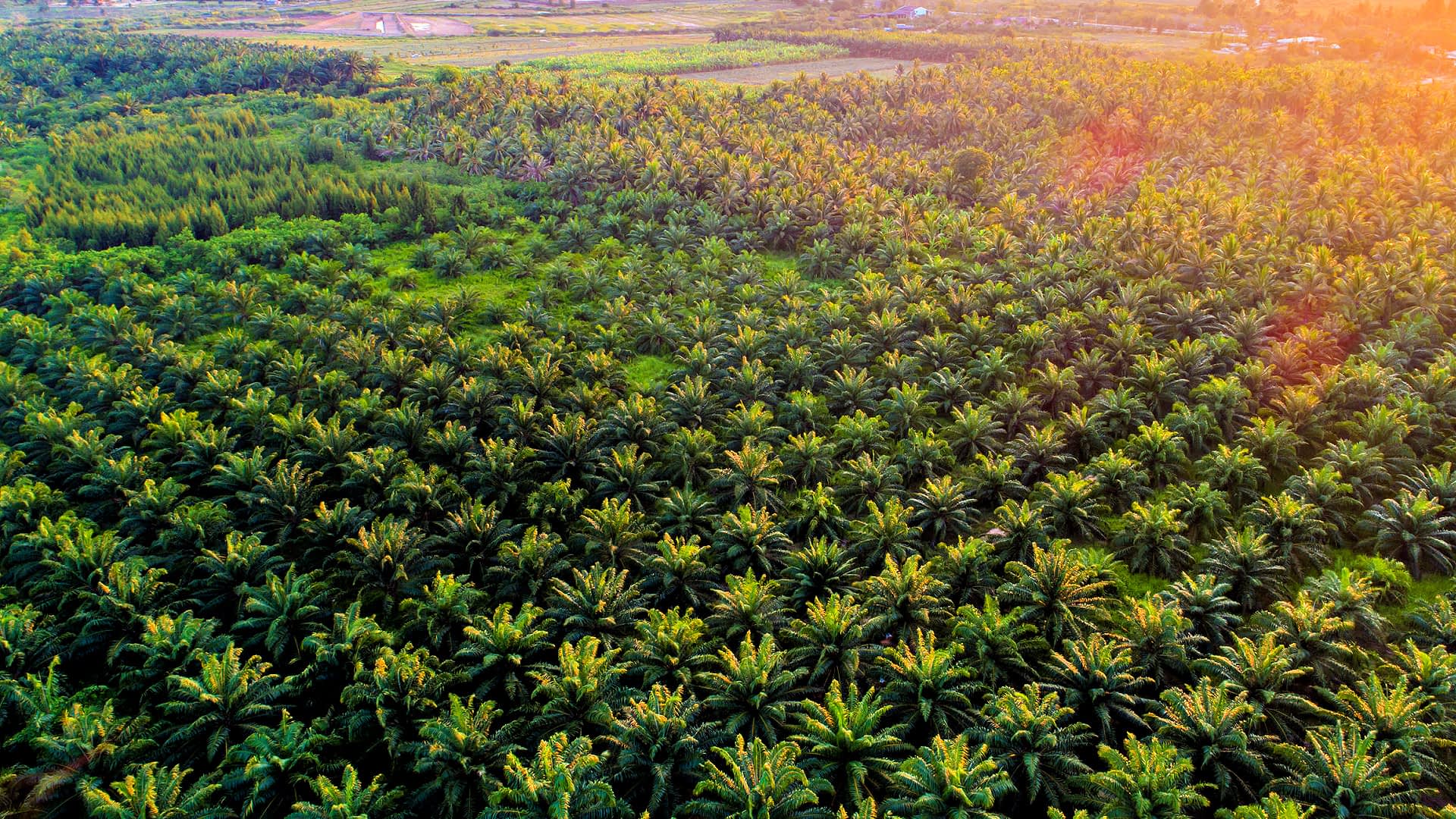 Aerial view of a lush palm oil plantation with dense green foliage and organized rows of palm trees. - Olive Oil Times