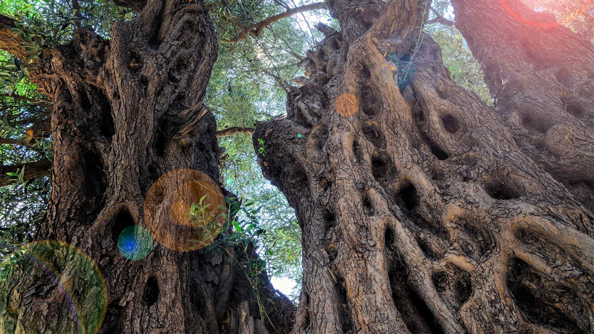 Close-up view of an ancient olive tree with twisted and gnarled bark and hollowed sections. - Olive Oil Times