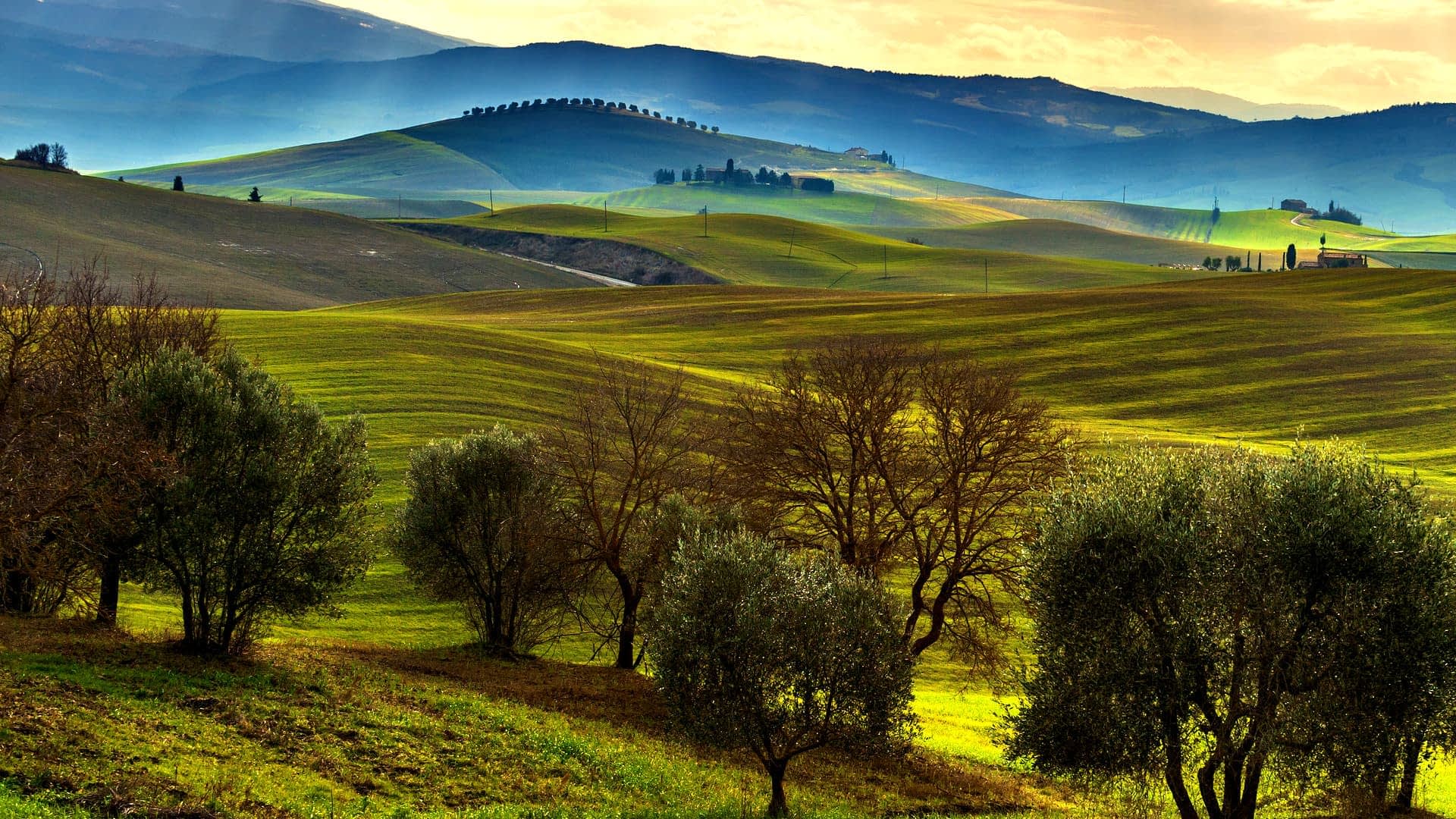 Scenic view of rolling green hills with olive trees in the foreground under a cloudy sky. - Olive Oil Times