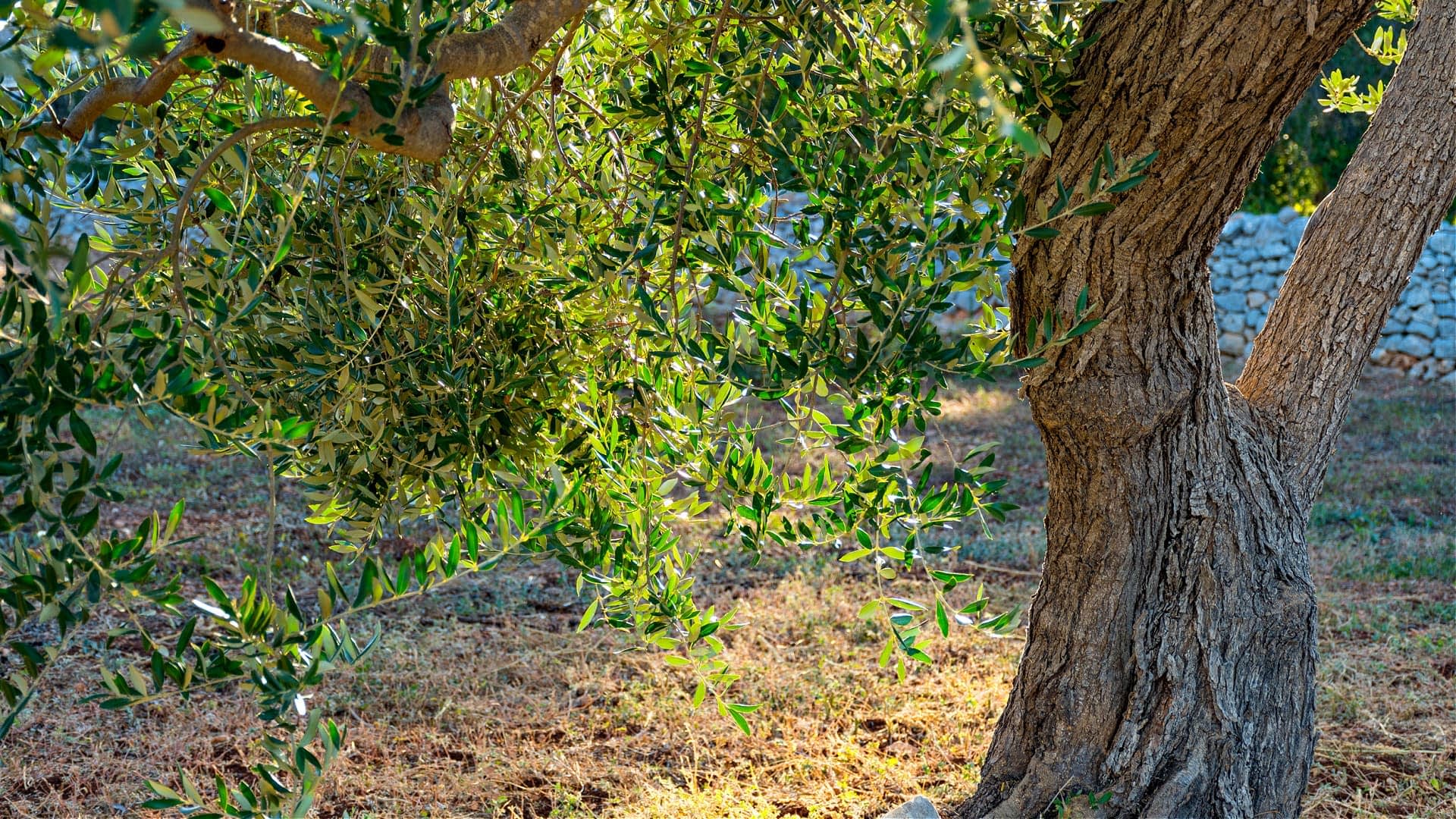 An olive tree with lush green leaves and a textured trunk in a natural setting. - Olive Oil Times