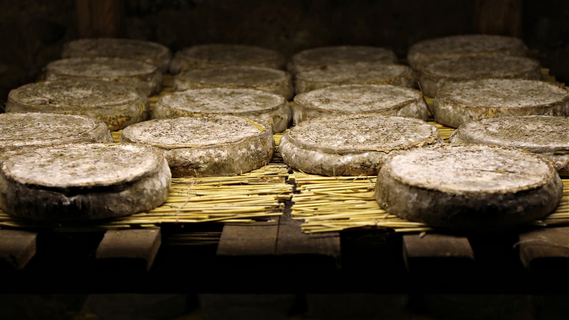 Several rounds of cheese resting on straw matting in a storage area. - Olive Oil Times
