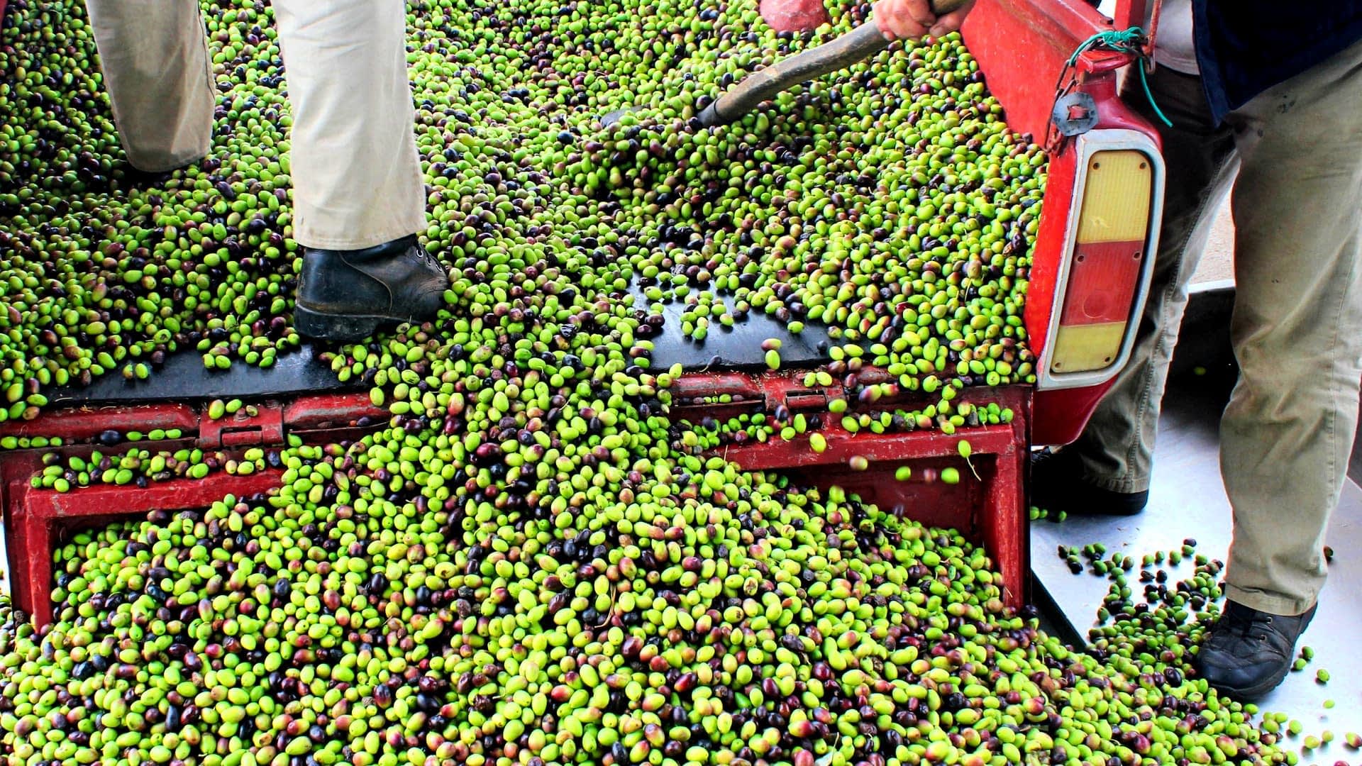 A pickup truck bed filled with a large quantity of green and black olives being handled by two individuals. - Olive Oil Times