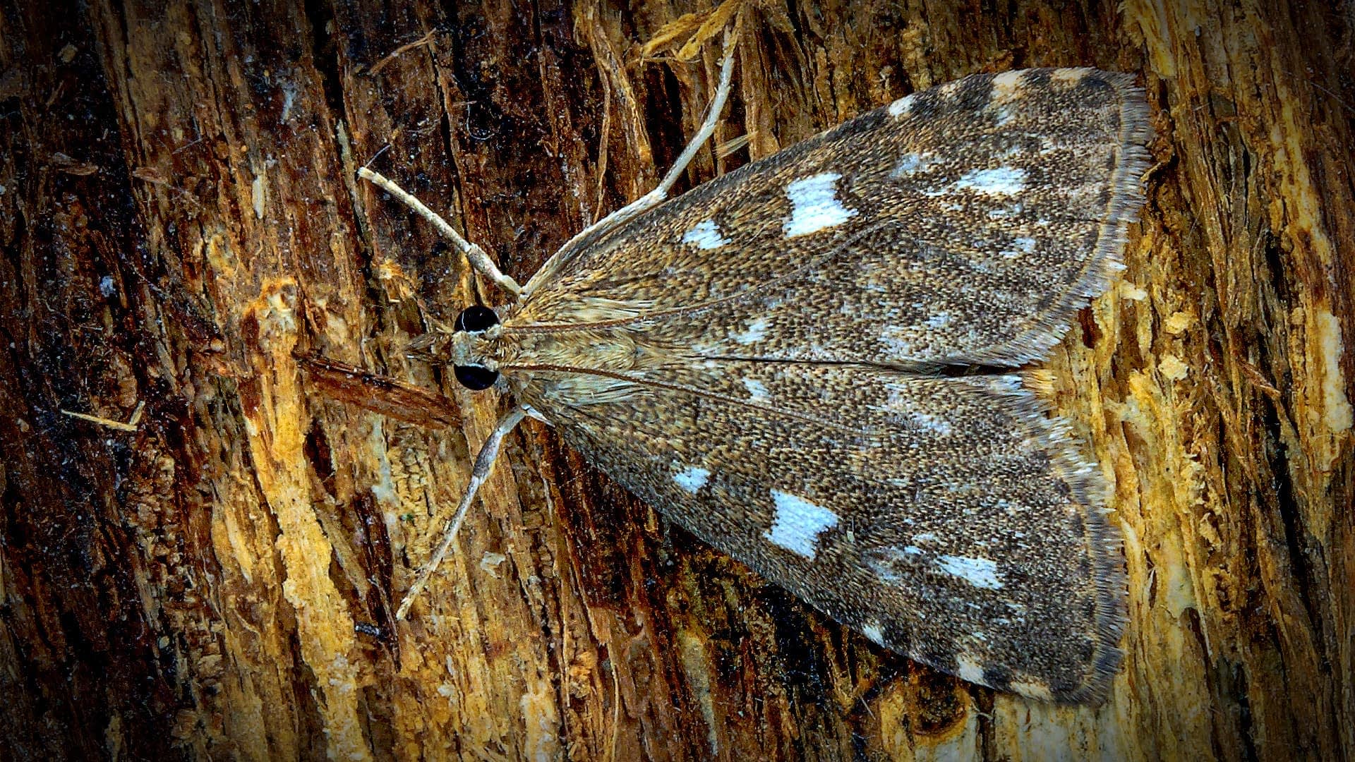 A moth with brown and white patterns resting on textured tree bark. - Olive Oil Times